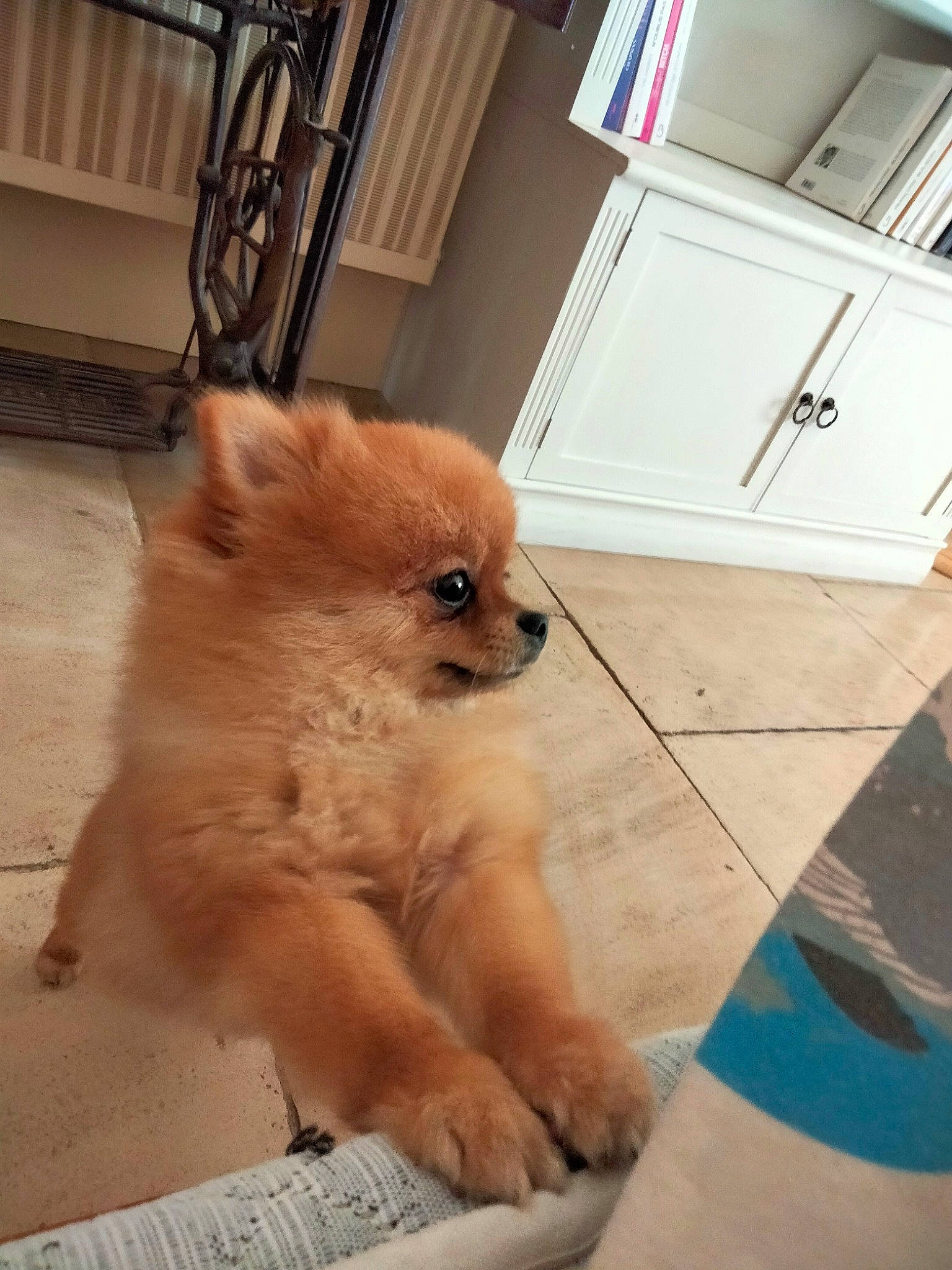 Sherley a rejoint le concours — aidez-le/la à gagner de superbes lots ! cabinetry, canidae, carnivore, companion_dog, dog, dog_breed, fawn, flooring, fur, german_spitz, hardwood, pomeranian, spitz, sporting_group, tail, toy_dog, volpino_italiano, whiskers, wood, working_animal