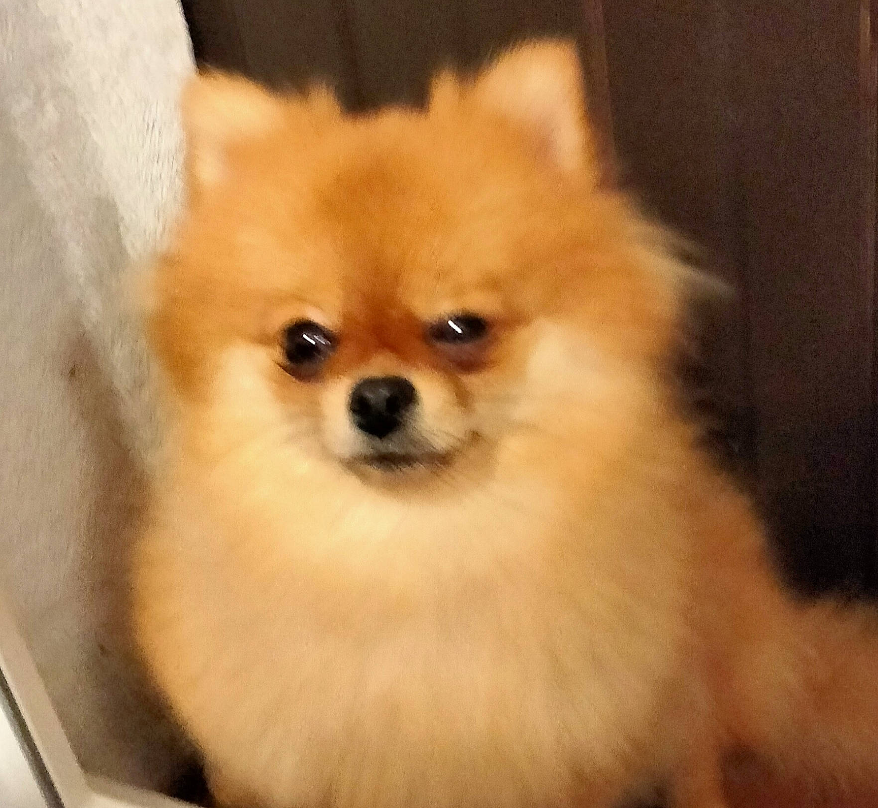 Sherley participe au concours pour gagner de l'argent avec cette photo : ancient_dog_breeds, canidae, carnivore, companion_dog, dog, dog_breed, ear, fawn, fur, german_spitz, german_spitz_klein, non_sporting_group, snout, spitz, sporting_group, toy_dog, volpino_italiano, whiskers, working_animal