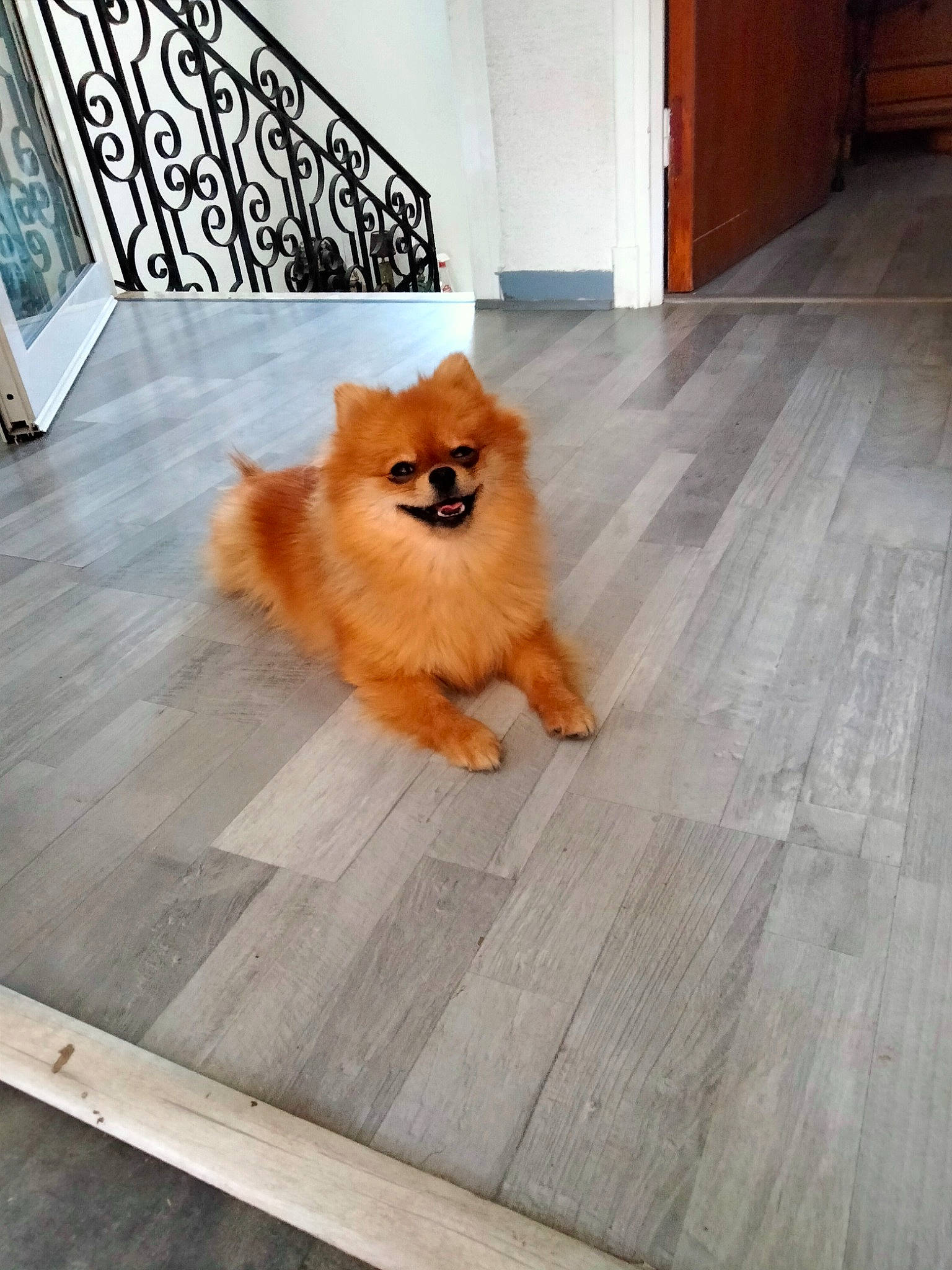 Sherley a rejoint le concours — aidez-le/la à gagner de superbes lots ! carnivore, companion_dog, dog, dog_breed, fawn, felidae, floor, flooring, german_spitz, hardwood, laminate_flooring, plank, snout, spitz, tail, toy_dog, whiskers, wood, wood_stain, working_animal