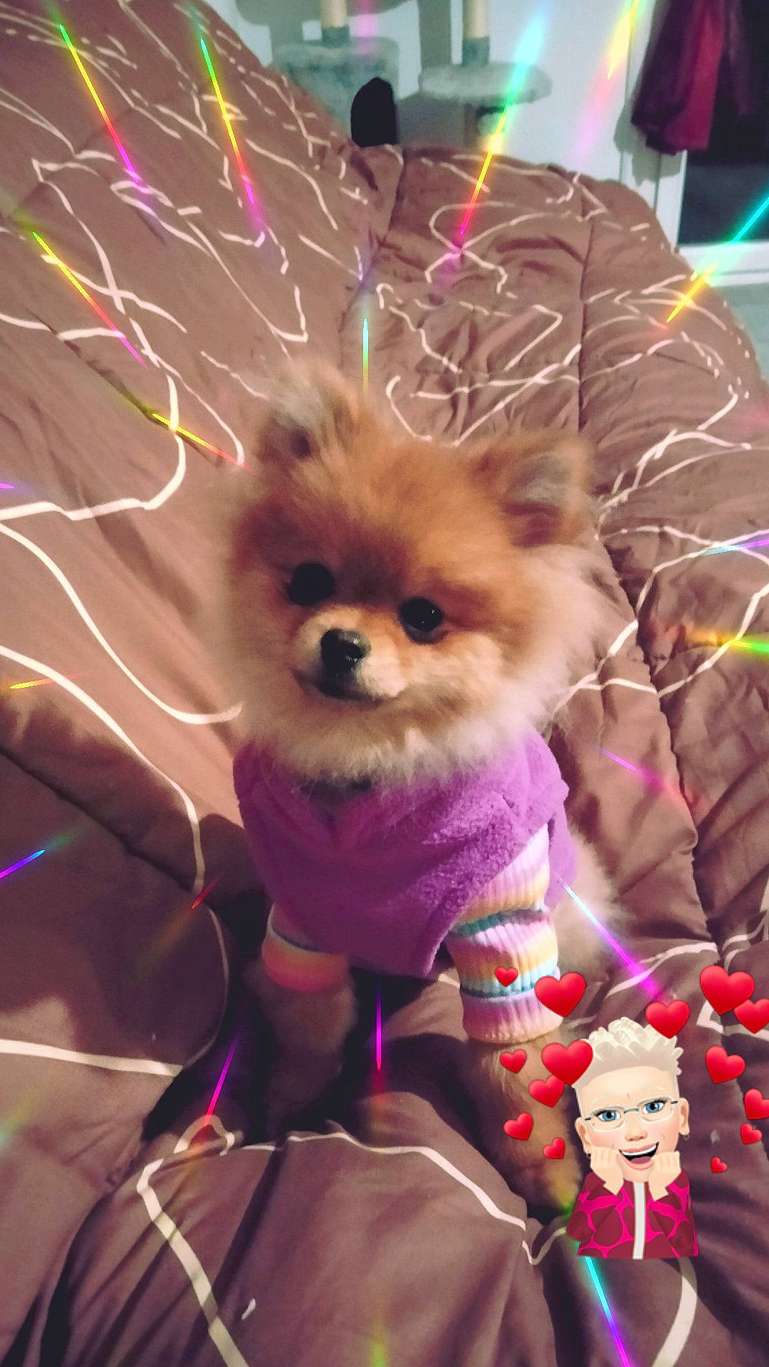 Sherley a rejoint le concours — aidez-le/la à gagner de superbes lots ! carnivore, companion_dog, dog, dog_breed, dog_supply, event, fawn, felidae, german_spitz, magenta, mammal, pink, purple, spitz, stuffed_toy, toy, toy_dog, vertebrate, whiskers, working_animal