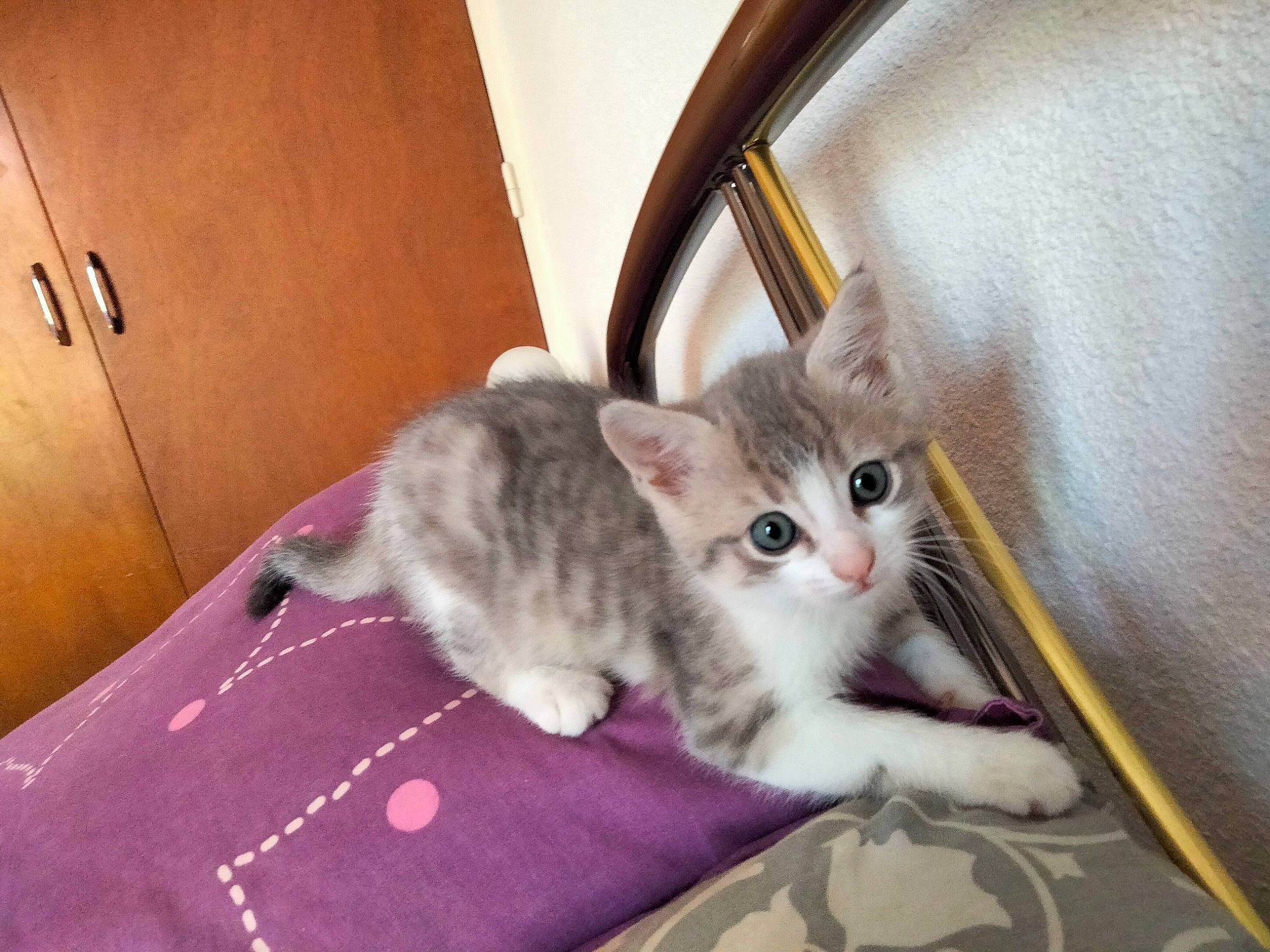 Saphir a rejoint le concours — aidez-le/la à gagner de superbes lots ! box, cardboard, carnivore, cat, claw, comfort, domestic_short_haired_cat, fawn, felidae, fur, hardwood, paw, pet_supply, sitting, small_to_medium_sized_cats, snout, tail, whiskers, wood