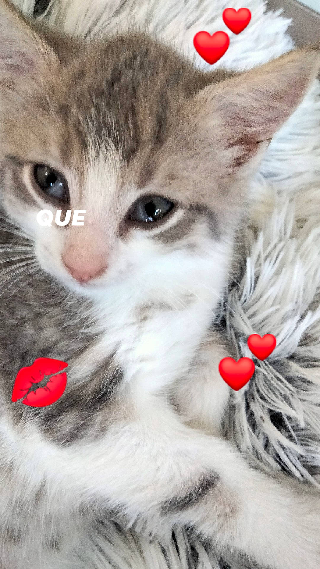 Saphir participe au concours pour gagner de l'argent avec cette photo : carnivore, cat, claw, close_up, collar, curious, domestic_short_haired_cat, ear, felidae, fur, paw, photo_caption, small_to_medium_sized_cats, snout, tail, whiskers