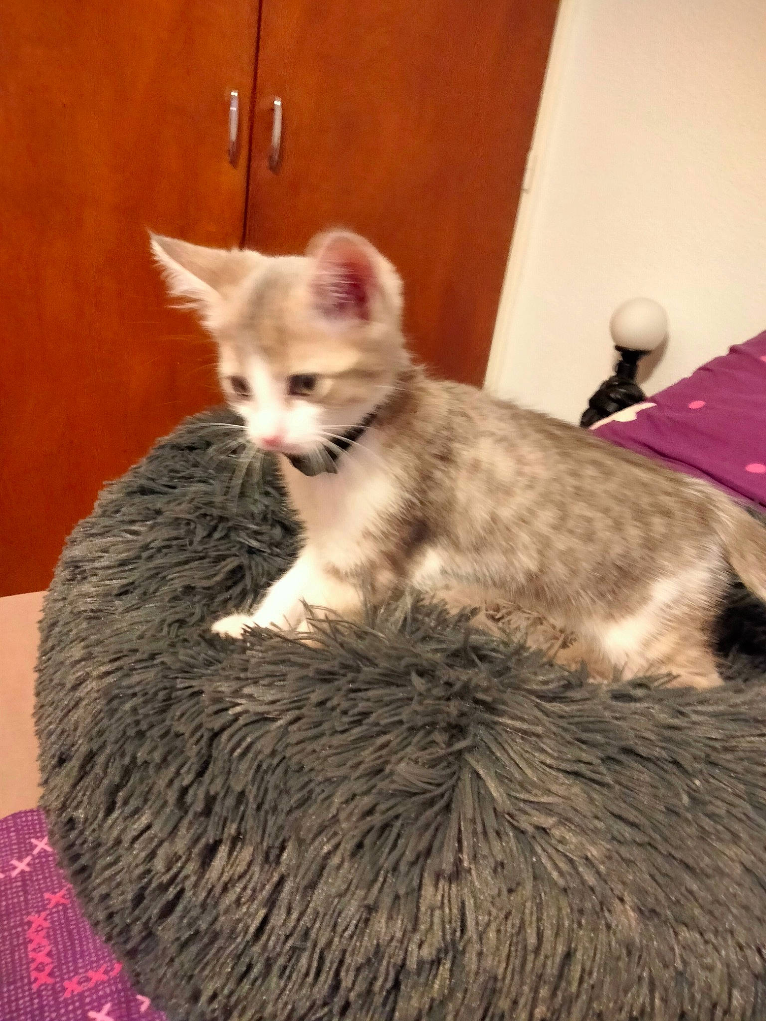 Saphir a rejoint le concours — aidez-le/la à gagner de superbes lots ! carnivore, cat, cat_furniture, cat_supply, claw, comfort, domestic_short_haired_cat, fawn, felidae, fur, paw, small_to_medium_sized_cats, snout, tail, terrestrial_animal, whiskers