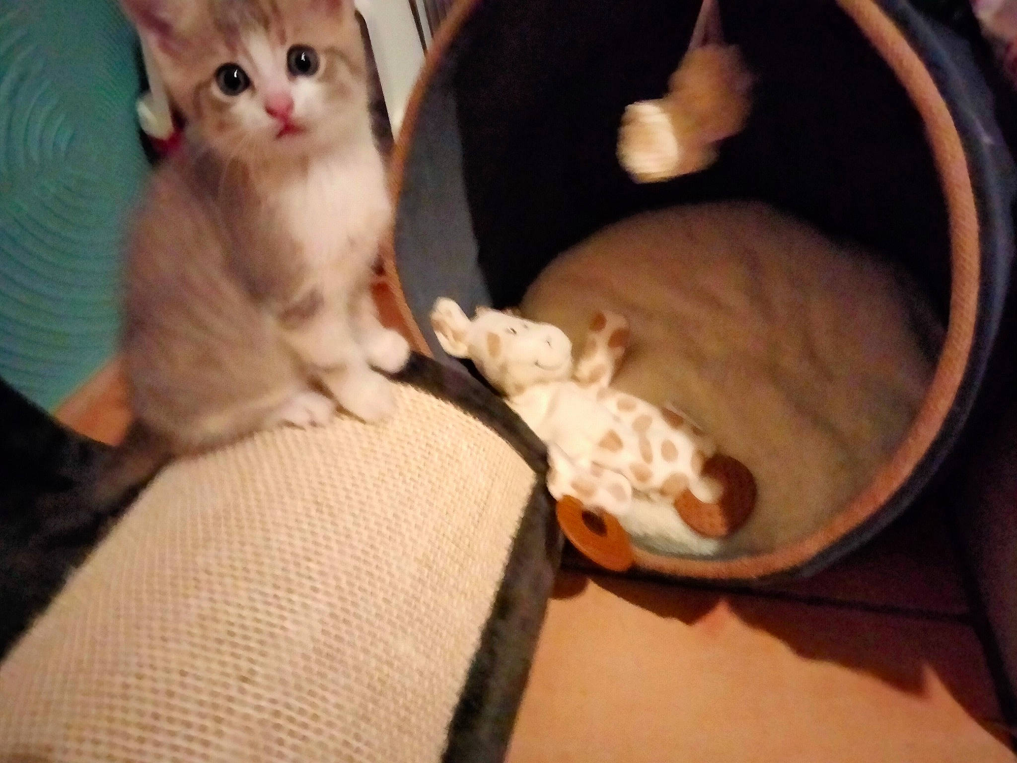 Saphir a rejoint le concours — aidez-le/la à gagner de superbes lots ! canidae, carnivore, cat, cat_supply, comfort, companion_dog, dog_breed, domestic_short_haired_cat, fawn, felidae, fur, paw, pet_supply, slipcover, small_to_medium_sized_cats, snout, tail, whiskers