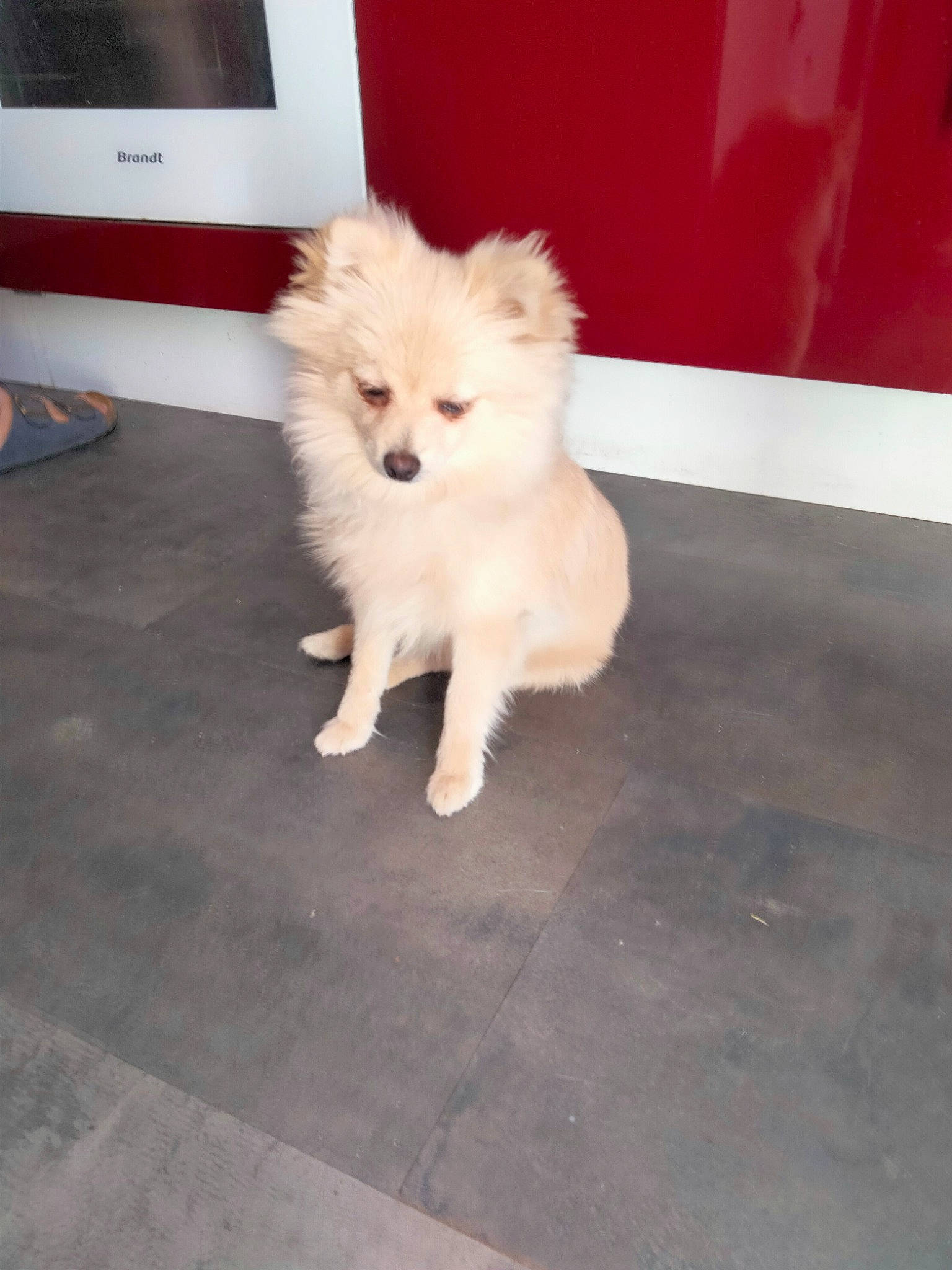 Taylor a rejoint le concours — aidez-le/la à gagner de superbes lots ! american_eskimo_dog, ancient_dog_breeds, canidae, carnivore, companion_dog, dog, dog_breed, floor, flooring, fur, german_spitz, road_surface, samoyed, snout, spitz, sporting_group, tail, tile_flooring, volpino_italiano, working_animal