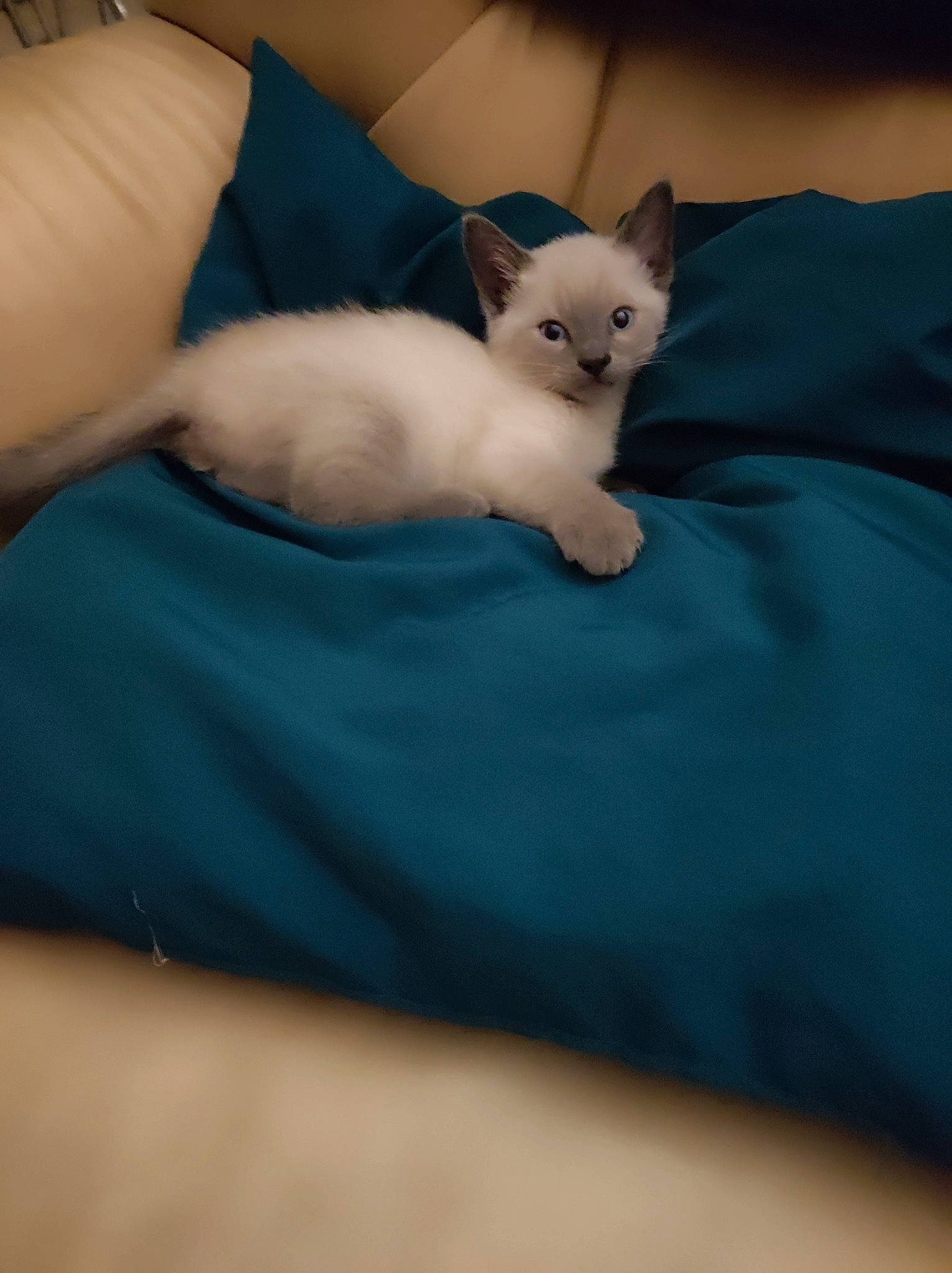 Safir a rejoint le concours — aidez-le/la à gagner de superbes lots ! bed, bedding, carnivore, cat, comfort, domestic_short_haired_cat, fawn, felidae, fur, linens, nail, paw, small_to_medium_sized_cats, snout, tail, whiskers