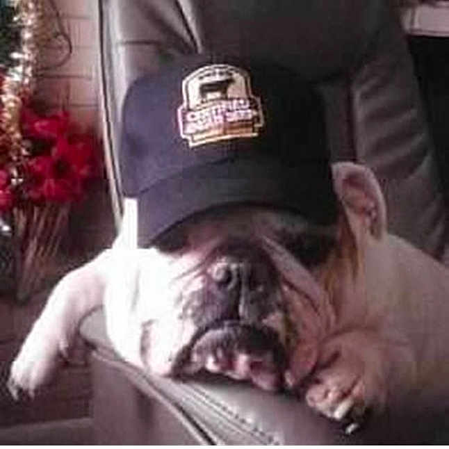 Buffy is registered to the contest to win money with this photo: bulldog, dog, sleepy, hat, cap, leather_chair, indoor, pet, animal, resting, close_up, logo, relaxed, face, paw, furniture, cozy, red_flowers, background, napping