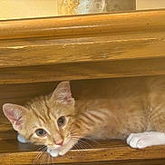 Quinn joined the competition — help win amazing prizes! animal, cat, closeup, curious, cute, ears, feline, fur, indoor, kitten, looking, orange_tabby, pet, playful, resting, small, whiskers, white_paws, wooden_shelf, young_cat