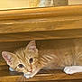 animal, cat, closeup, curious, cute, ears, feline, fur, indoor, kitten, looking, orange_tabby, pet, playful, resting, small, whiskers, white_paws, wooden_shelf, young_cat