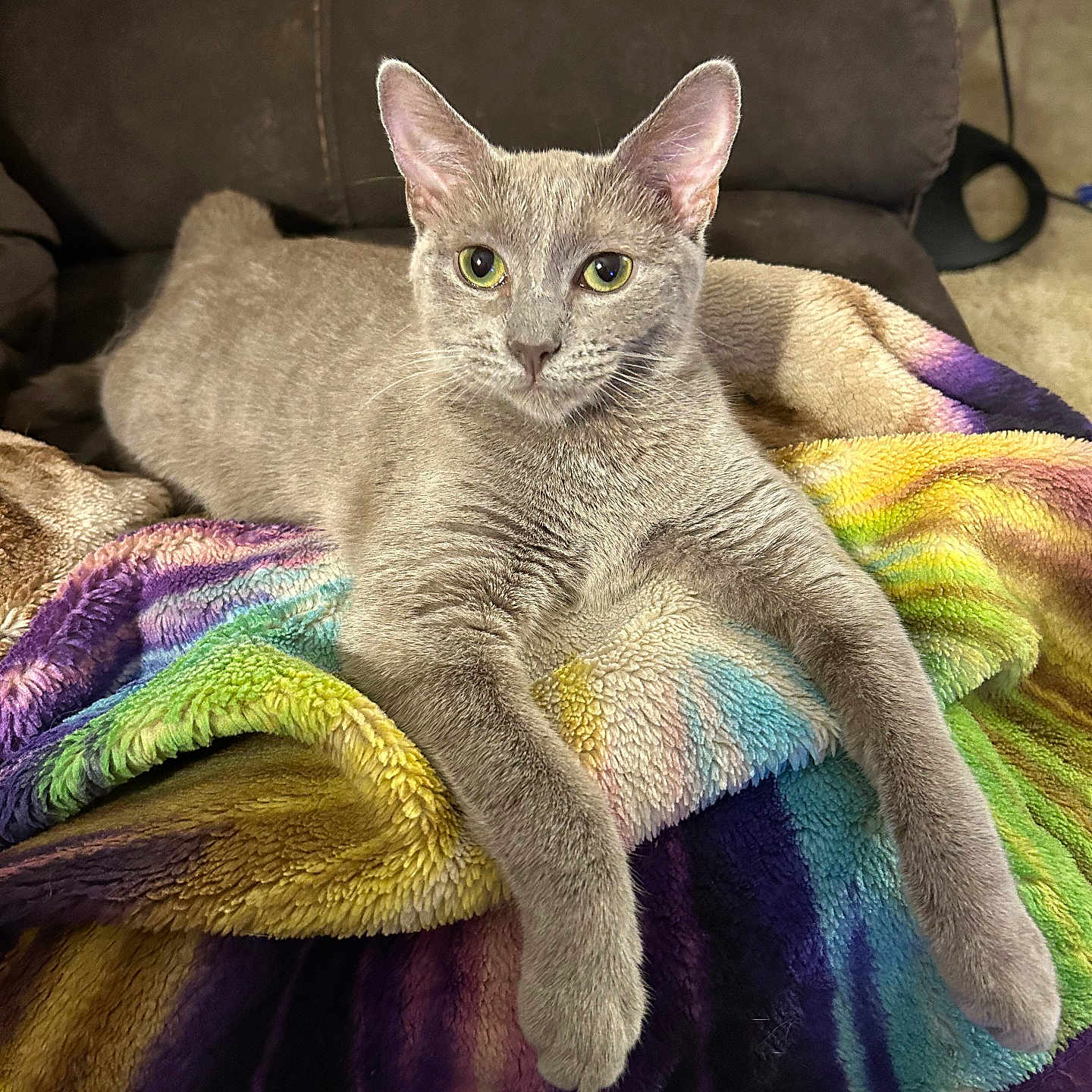 Snuggles is registered to the contest to win money with this photo: cat, gray_cat, feline, pet, animal, indoor, blanket, colorful_blanket, rainbow_colors, fuzzy_texture, chair, brown_chair, relaxed, lying_down, front_legs_stretched, close_up, looking_at_camera, domestic_cat, fur, whiskers