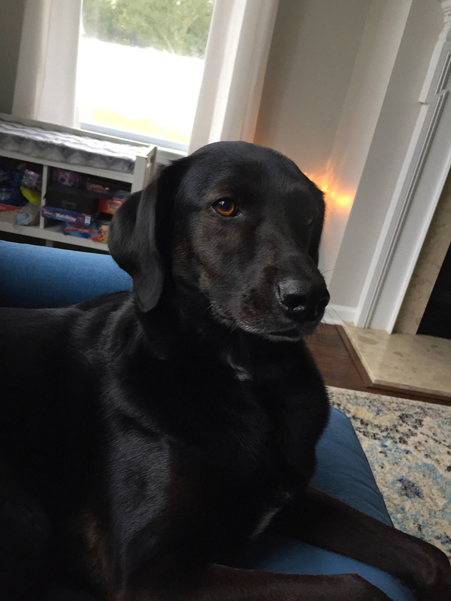 Lily is registered to the contest to win money with this photo: beagador, black, borador, canidae, carnivore, dog, dog_breed, flat_coated_retriever, labrador_retriever, patterdale_terrier, puppy, retriever, snout, sporting_group, whiskers