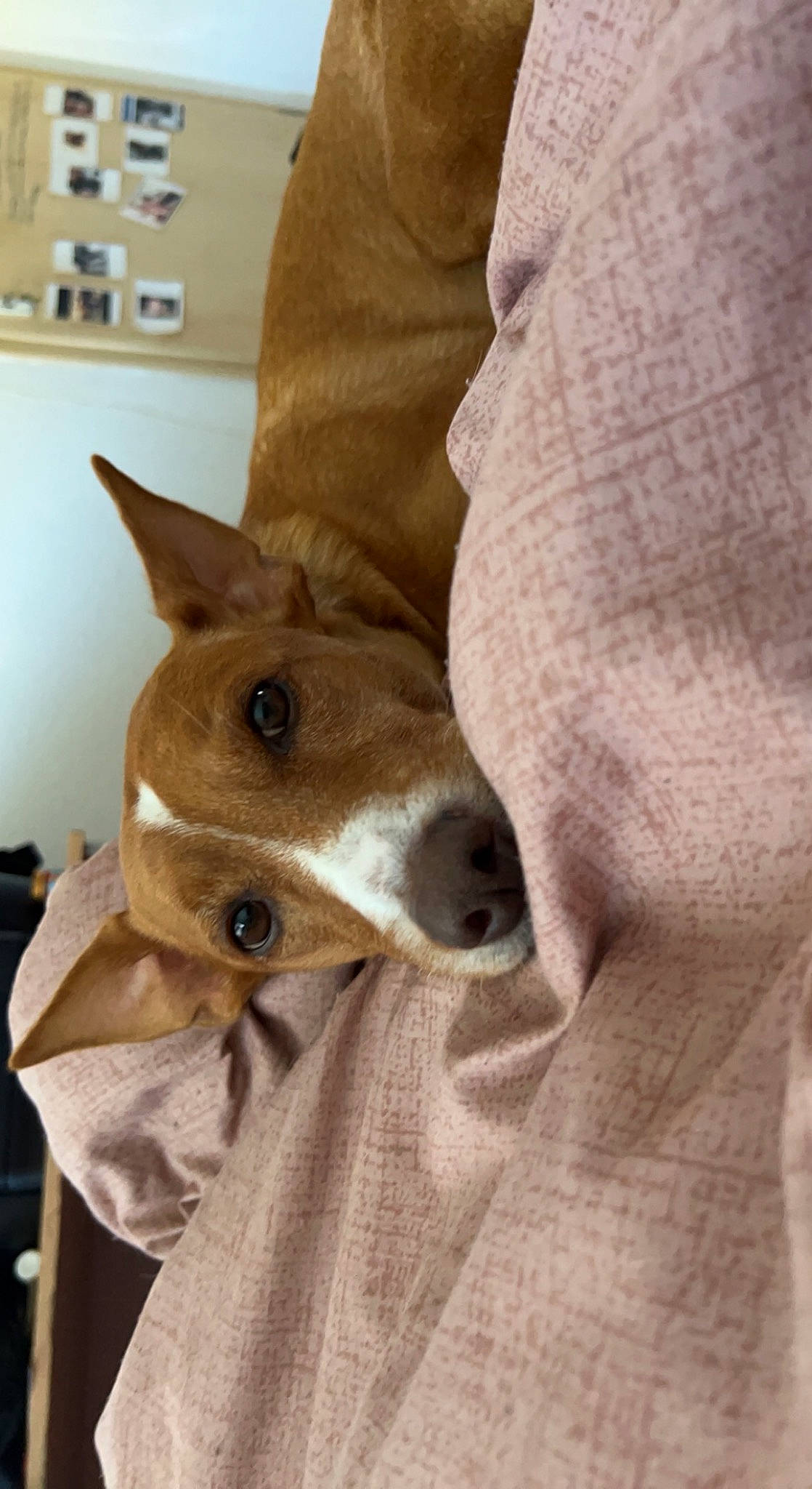 Cezar a rejoint le concours — aidez-le/la à gagner de superbes lots ! canidae, carnivore, comfort, companion_dog, dog, dog_breed, dog_supply, ear, fawn, felidae, fur, linens, non_sporting_group, small_to_medium_sized_cats, snout, sporting_group, toy_dog, whiskers, wood, working_animal