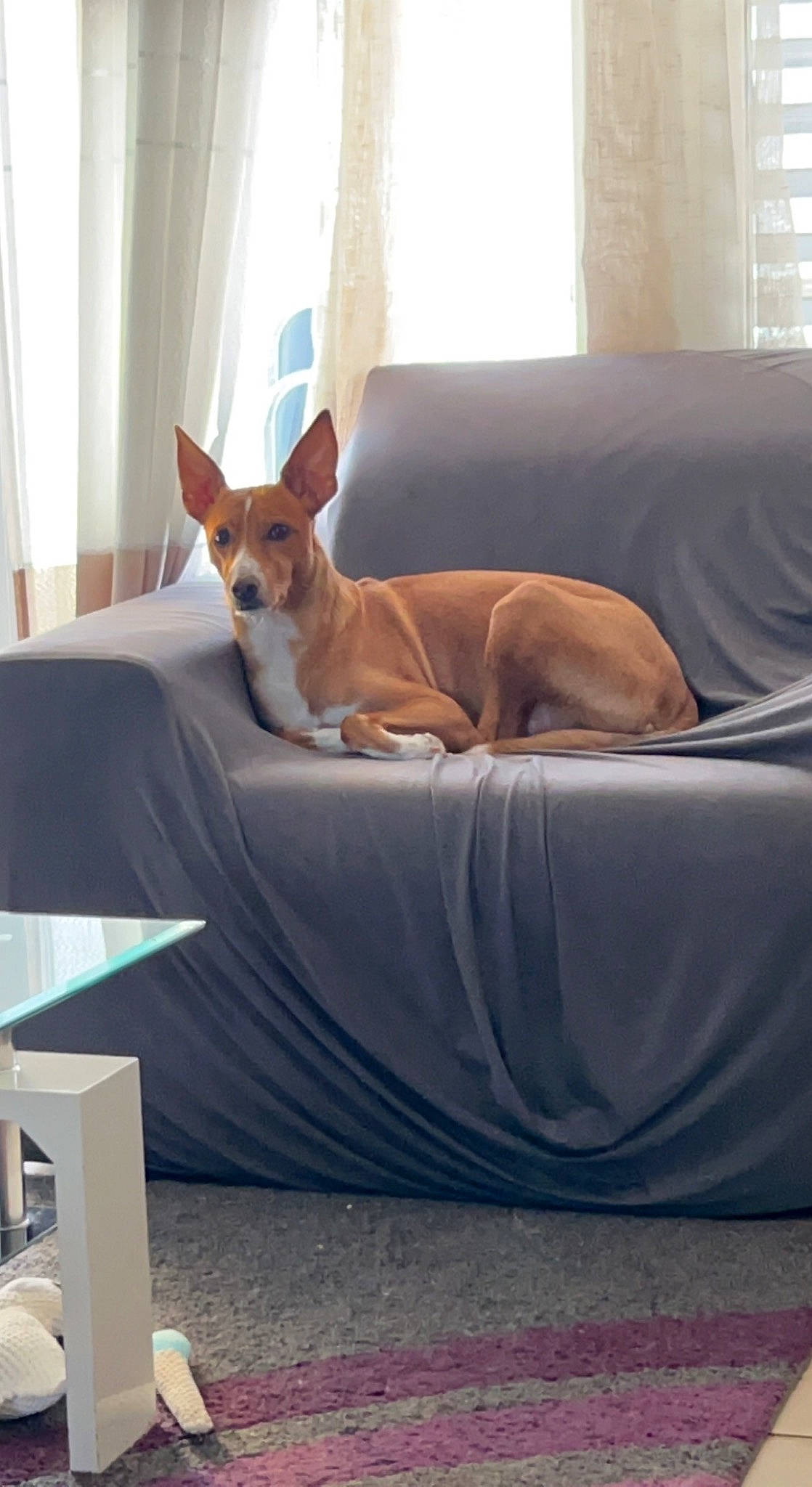 Cezar a rejoint le concours — aidez-le/la à gagner de superbes lots ! basenji, bed, brown, carnivore, comfort, companion_dog, couch, dog, dog_breed, dog_sports, dog_supply, fawn, hardwood, linens, room, snout, sporting_group, tail, window, wood
