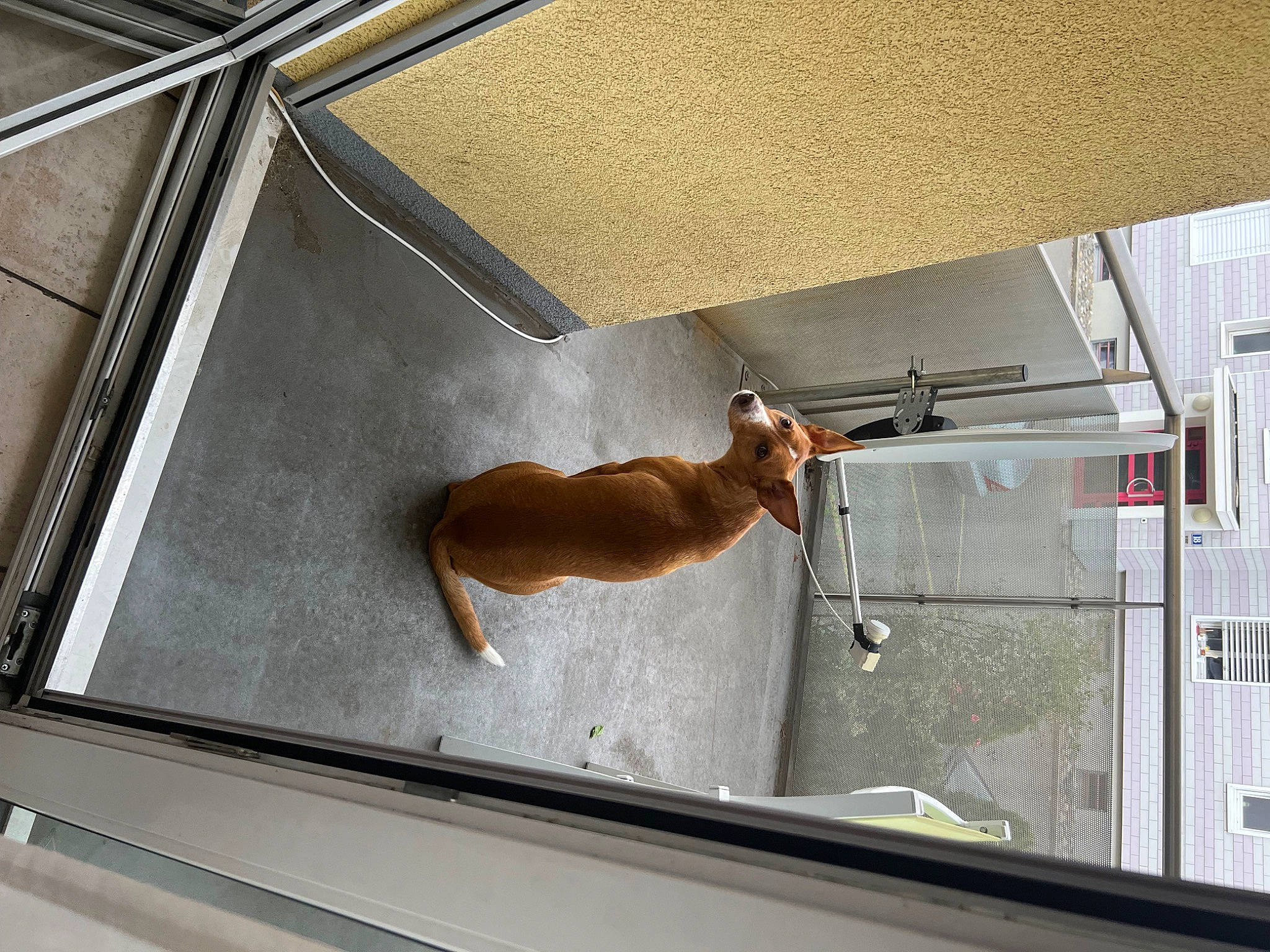 Cezar a rejoint le concours — aidez-le/la à gagner de superbes lots ! aluminium, automotive_exterior, canidae, carnivore, companion_dog, composite_material, daylighting, dog, dog_breed, fawn, fixture, glass, metal, shade, snout, sporting_group, tail, tints_and_shades, window, wood