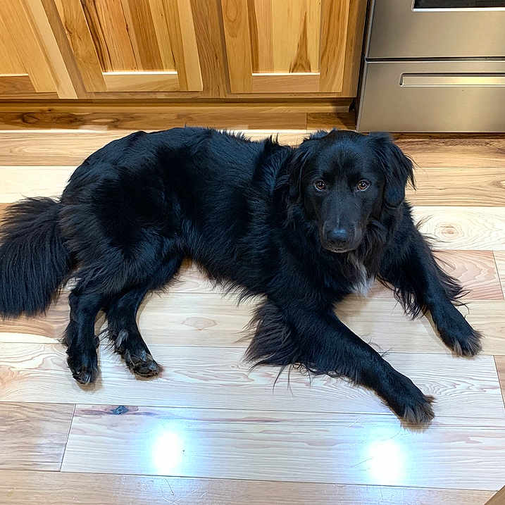 Lobo is registered to the contest to win money with this photo: animal, canine, cockerspaniel, dog, door, face, goldenretriever, hardwood, head, hound, indoors, interiordesign, labradorretriever, mat, person, pet, plywood, puppy, stainedwood, wood