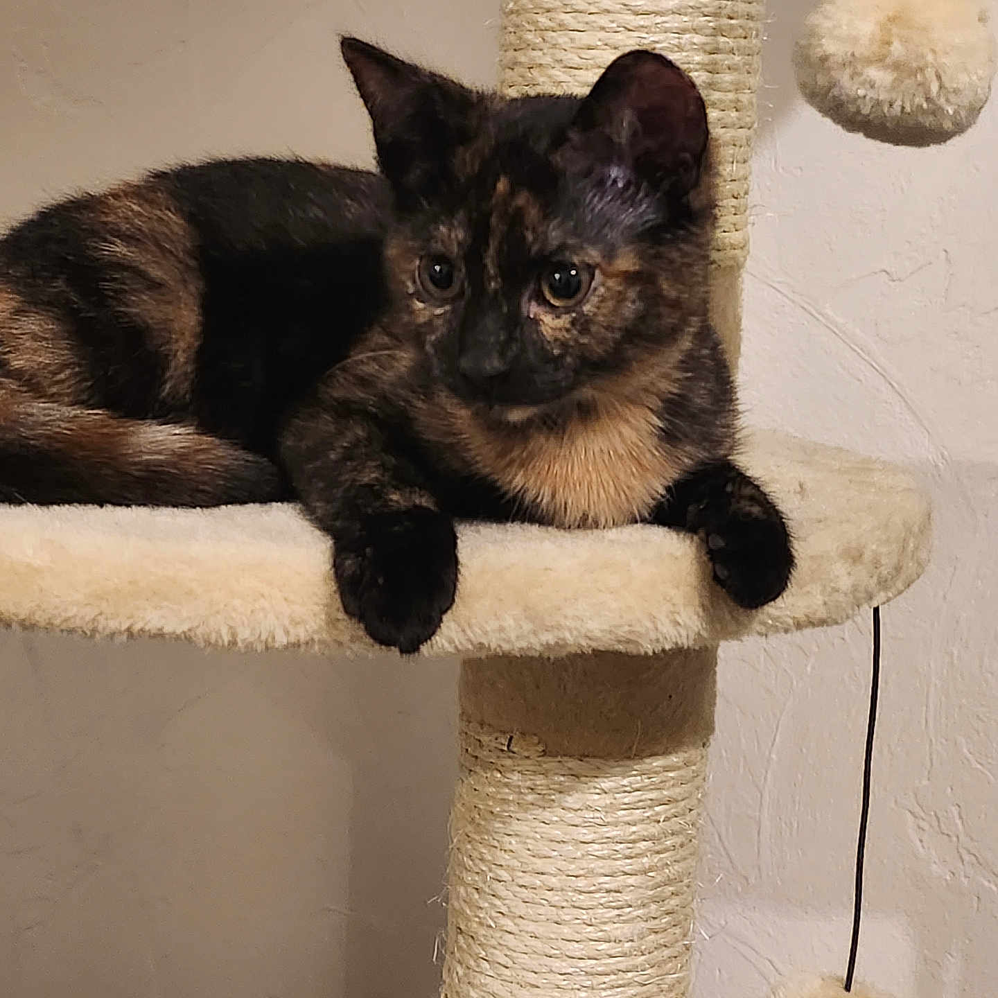 Leia a rejoint le concours — aidez-le/la à gagner de superbes lots ! abyssinian, animal, blackcat, brasssection, canine, cat, chair, cushion, dog, furniture, germanshepherd, homedecor, horn, kitten, manx, musicalinstrument, pet, siamese, toy, wood
