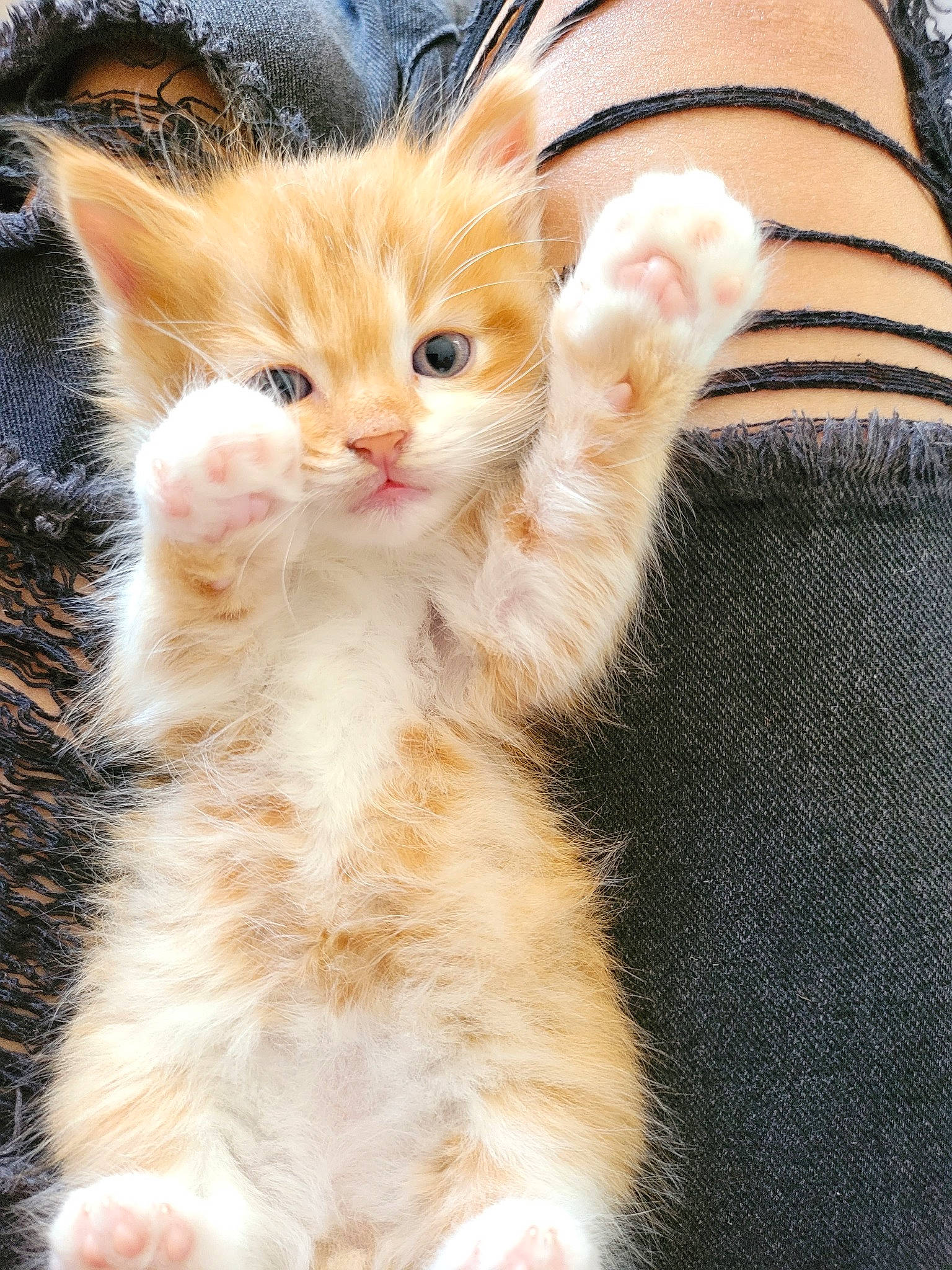 O'Malley participe au concours pour gagner de l'argent avec cette photo : carnivore, cat, claw, domestic_short_haired_cat, ear, fawn, felidae, fur, gesture, grass, paw, small_to_medium_sized_cats, snout, tail, whiskers