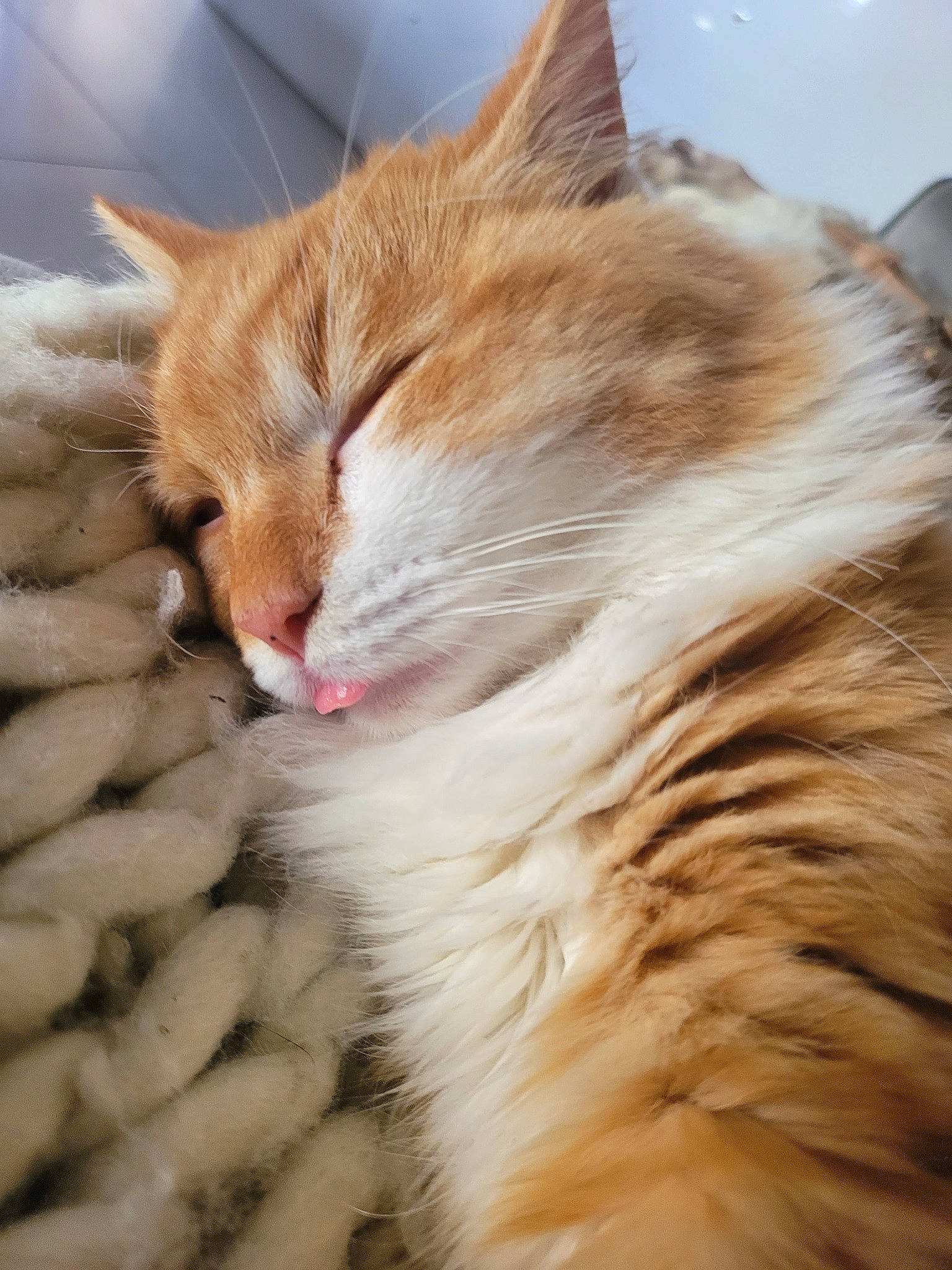 O'Malley a rejoint le concours — aidez-le/la à gagner de superbes lots ! carnivore, cat, claw, domestic_short_haired_cat, eye, fawn, felidae, fur, grass, human_leg, paw, plant, small_to_medium_sized_cats, tail, tree, whiskers, wildlife, wood