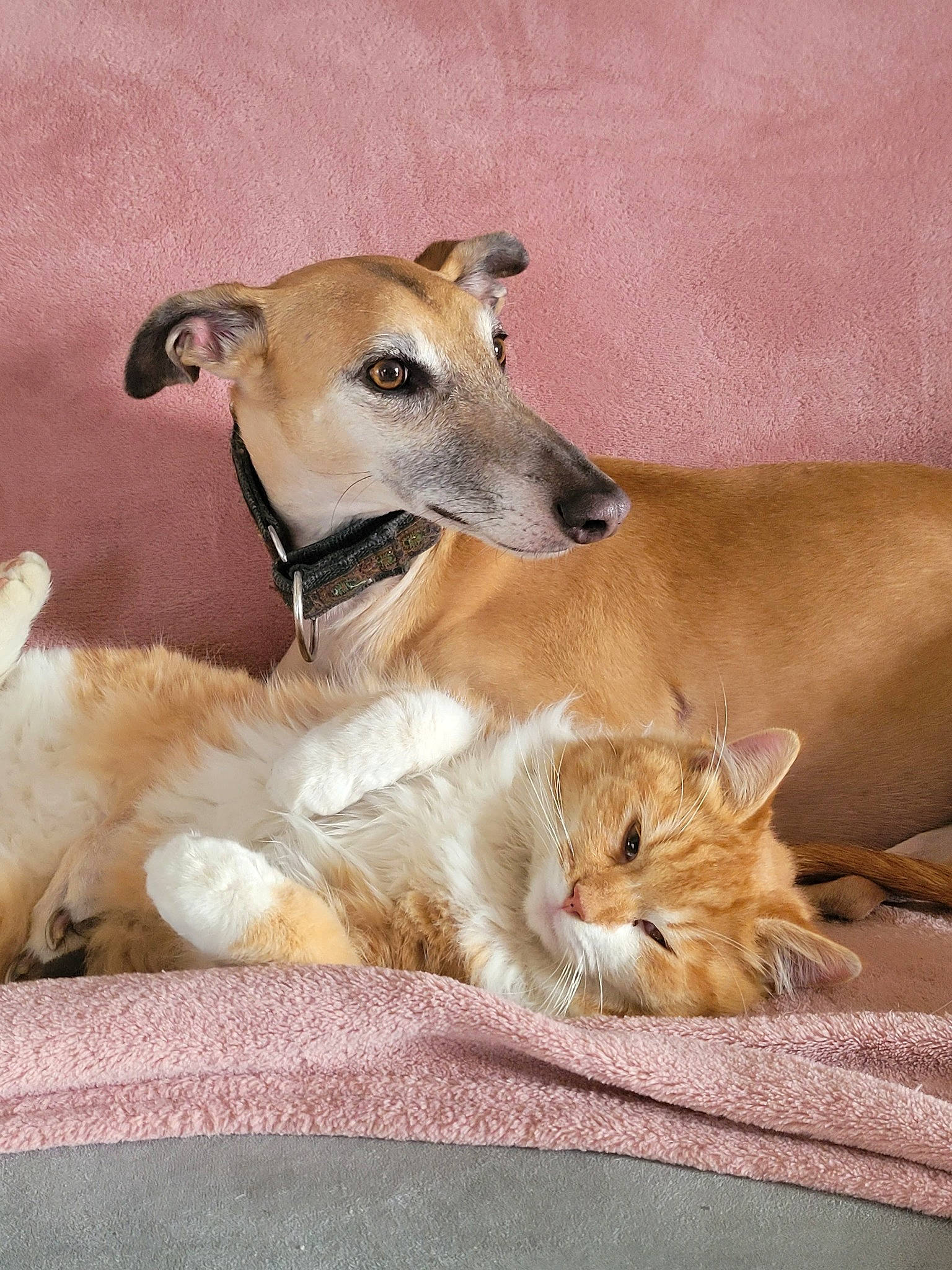 O'Malley participe au concours pour gagner de l'argent avec cette photo : ancient_dog_breeds, canidae, carnivore, collar, comfort, companion_dog, dog, dog_breed, dog_supply, fawn, fur, linens, paw, snout, sporting_group, terrestrial_animal, whiskers