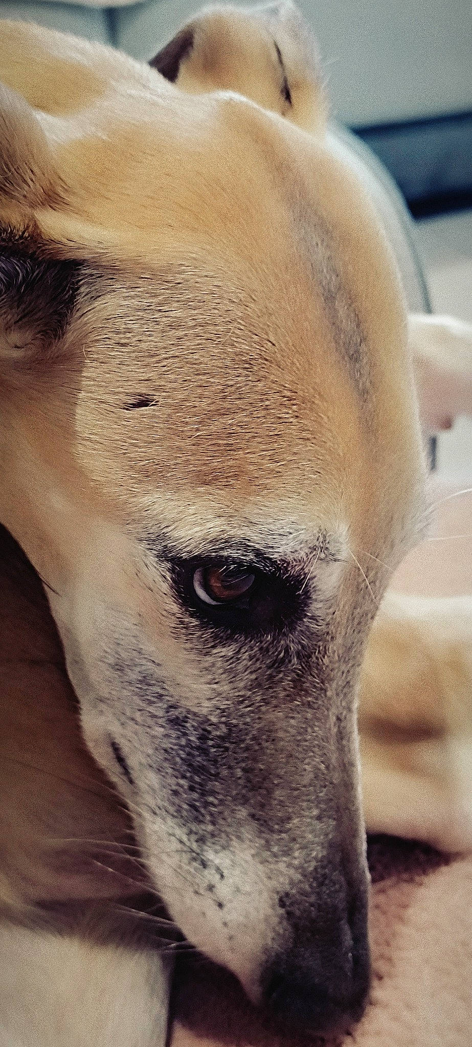 Lourdes participe au concours pour gagner de l'argent avec cette photo : bone, canidae, carnivore, close_up, companion_dog, dog, dog_breed, eye, fawn, fur, iris, jaw, no_expression, non_sporting_group, snout, sporting_group, terrestrial_animal, whiskers, wildlife, working_animal