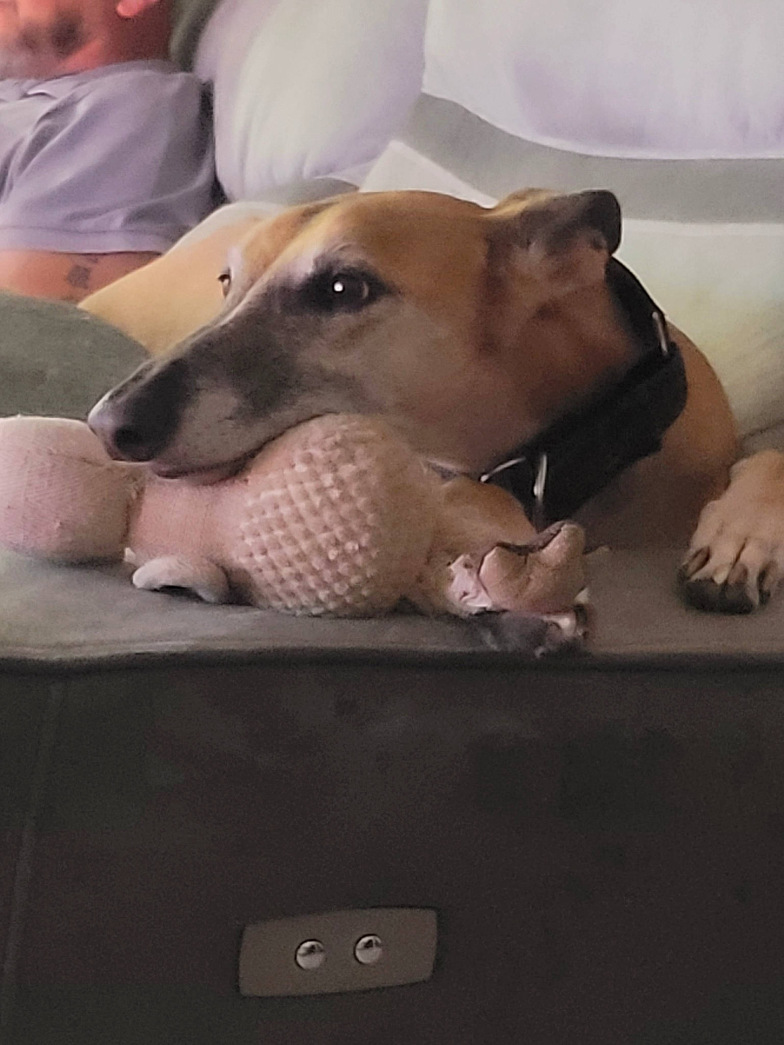 Lourdes a rejoint le concours — aidez-le/la à gagner de superbes lots ! abdomen, canidae, carnivore, chest, comfort, companion_dog, dog, dog_breed, dog_supply, fawn, flooring, guard_dog, linens, paw, snout, sporting_group, terrestrial_animal, trunk, whiskers, working_animal