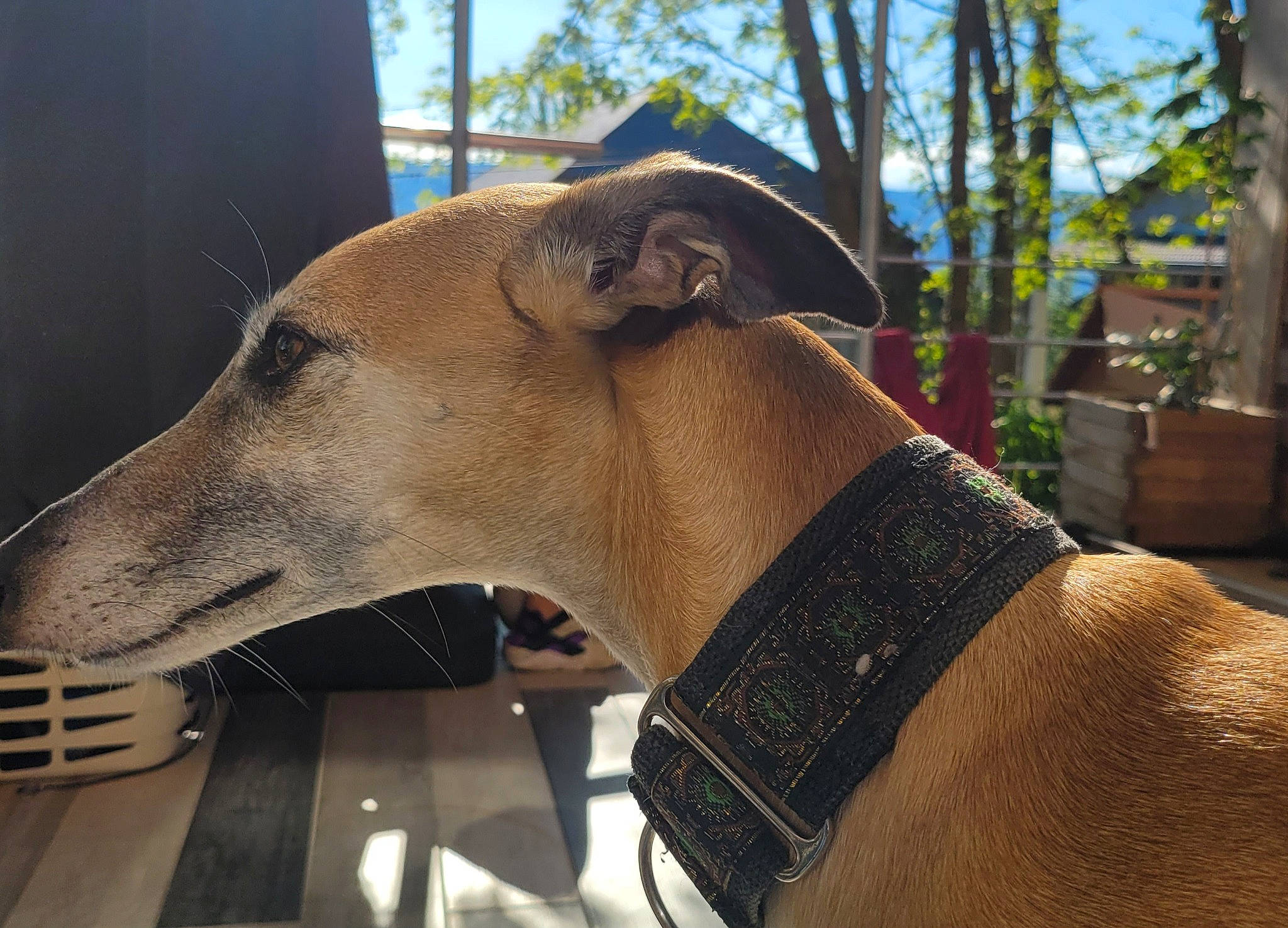 Lourdes participe au concours pour gagner de l'argent avec cette photo : canidae, carnivore, collar, companion_dog, dog, dog_breed, dog_collar, fawn, magyar_agar, metal, pet_supply, rampur_greyhound, sighthound, snout, sporting_group, terrestrial_animal, tree, whiskers, wood, working_animal