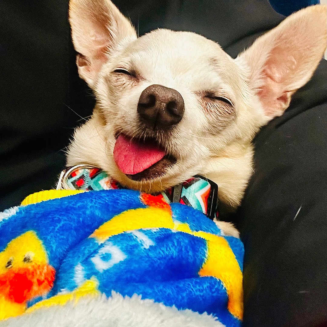 Señor Gomez a rejoint le concours — aidez-le/la à gagner de superbes lots ! adorable, animal, blanket, close_up, collar, colorful, comfort, companion, cozy, cute, dog, ears, fur, indoor, pet, resting, sleeping, small_dog, snug, tongue_out