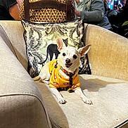 Señor Gomez participe au concours pour gagner de l'argent avec cette photo : dog, small_dog, white_dog, yellow_hoodie, couch, pillow, black_panther_pillow, indoor, people, conversation, colorful_banners, furniture, happy_dog, pet, casual_clothing, glasses, smiling, seated, plant, cozy