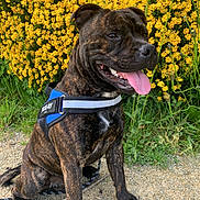 Pakkun participe au concours pour gagner de l'argent avec cette photo : dog, brindle, harness, sitting, tongue_out, happy, outdoor, flowers, yellow_flowers, greenery, grass, path, nature, pet, canine, summer, daylight, closeup, portrait, animal