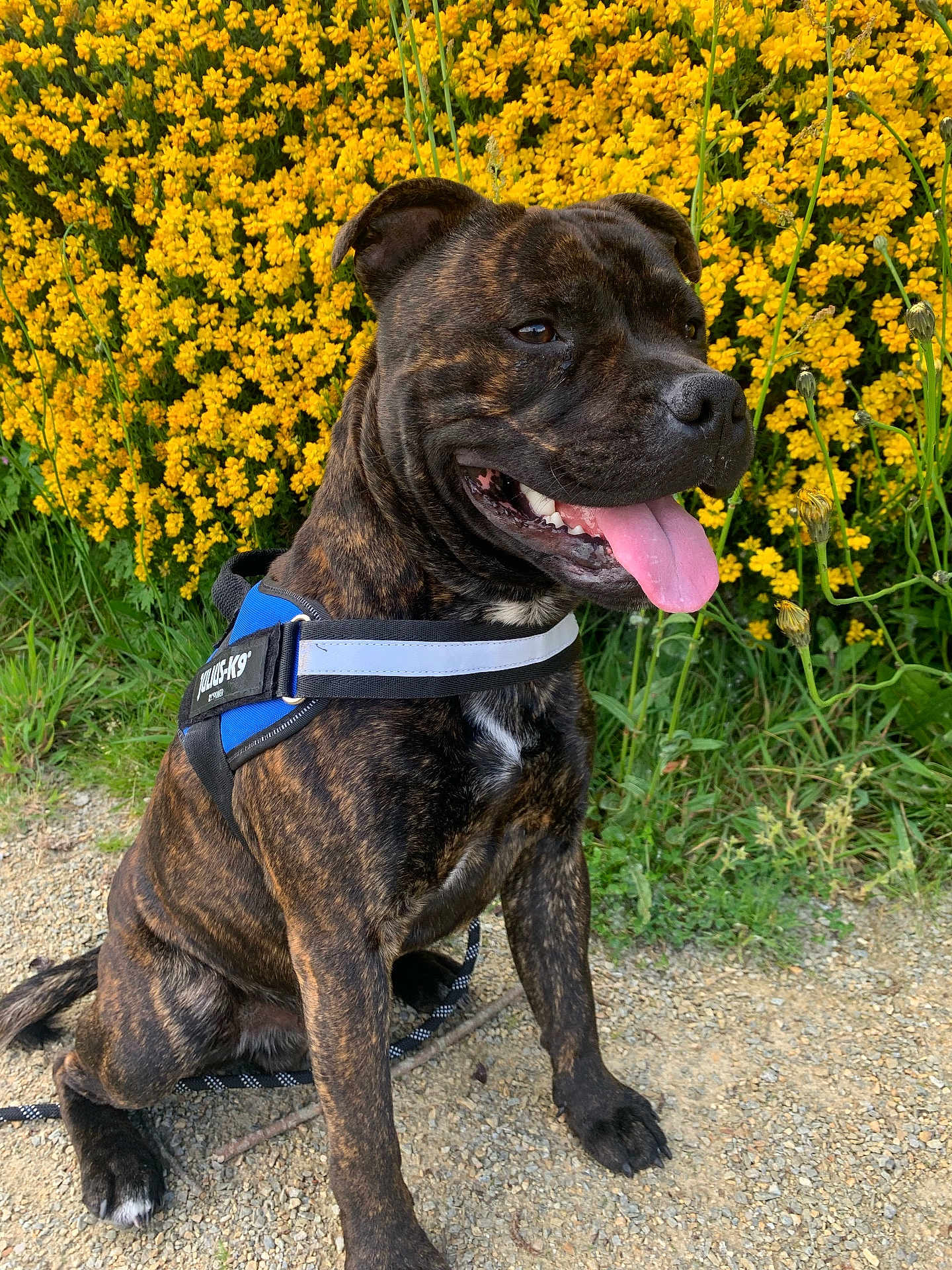 Pakkun participe au concours pour gagner de l'argent avec cette photo : dog, brindle, harness, sitting, tongue_out, happy, outdoor, flowers, yellow_flowers, greenery, grass, path, nature, pet, canine, summer, daylight, closeup, portrait, animal