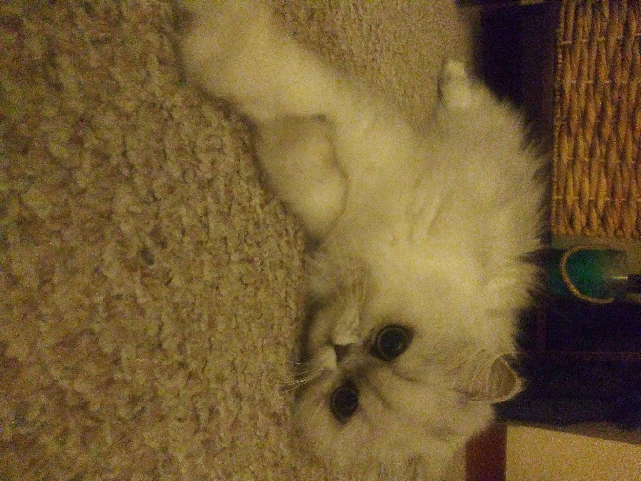 Fluffers joined the competition — help win amazing prizes! carnivore, cat, domestic_long_haired_cat, ear, fawn, felidae, fur, nose, persian, ragdoll, small_to_medium_sized_cats, snout, tail, whiskers