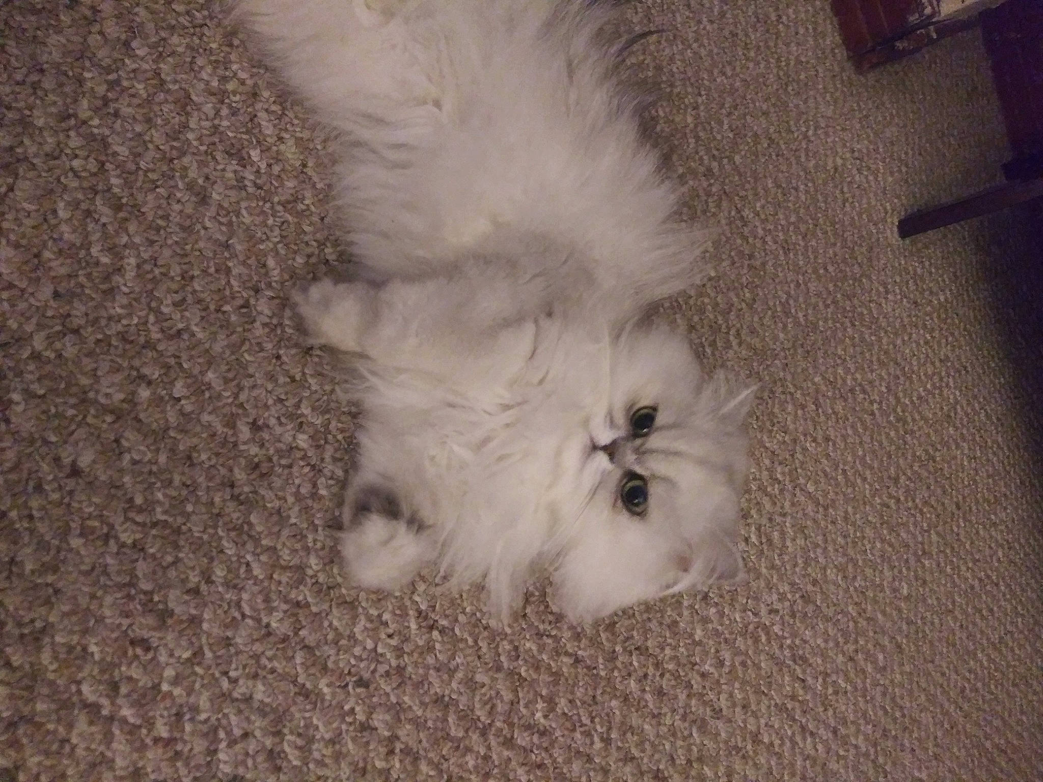 Fluffers joined the competition — help win amazing prizes! canidae, carnivore, cat, dog_breed, domestic_long_haired_cat, felidae, fur, kitten, maltese, mammal, paw, persian, puppy, ragdoll, small_to_medium_sized_cats, tail, whiskers