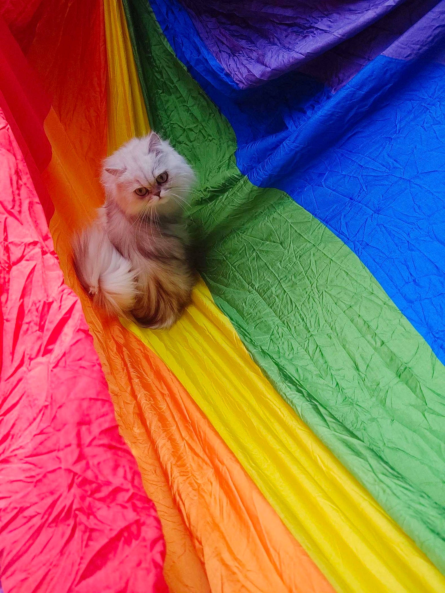 Fluffers is registered to the contest to win money with this photo: carnivore, cat, fawn, felidae, kitten, persian, small_to_medium_sized_cats, textile