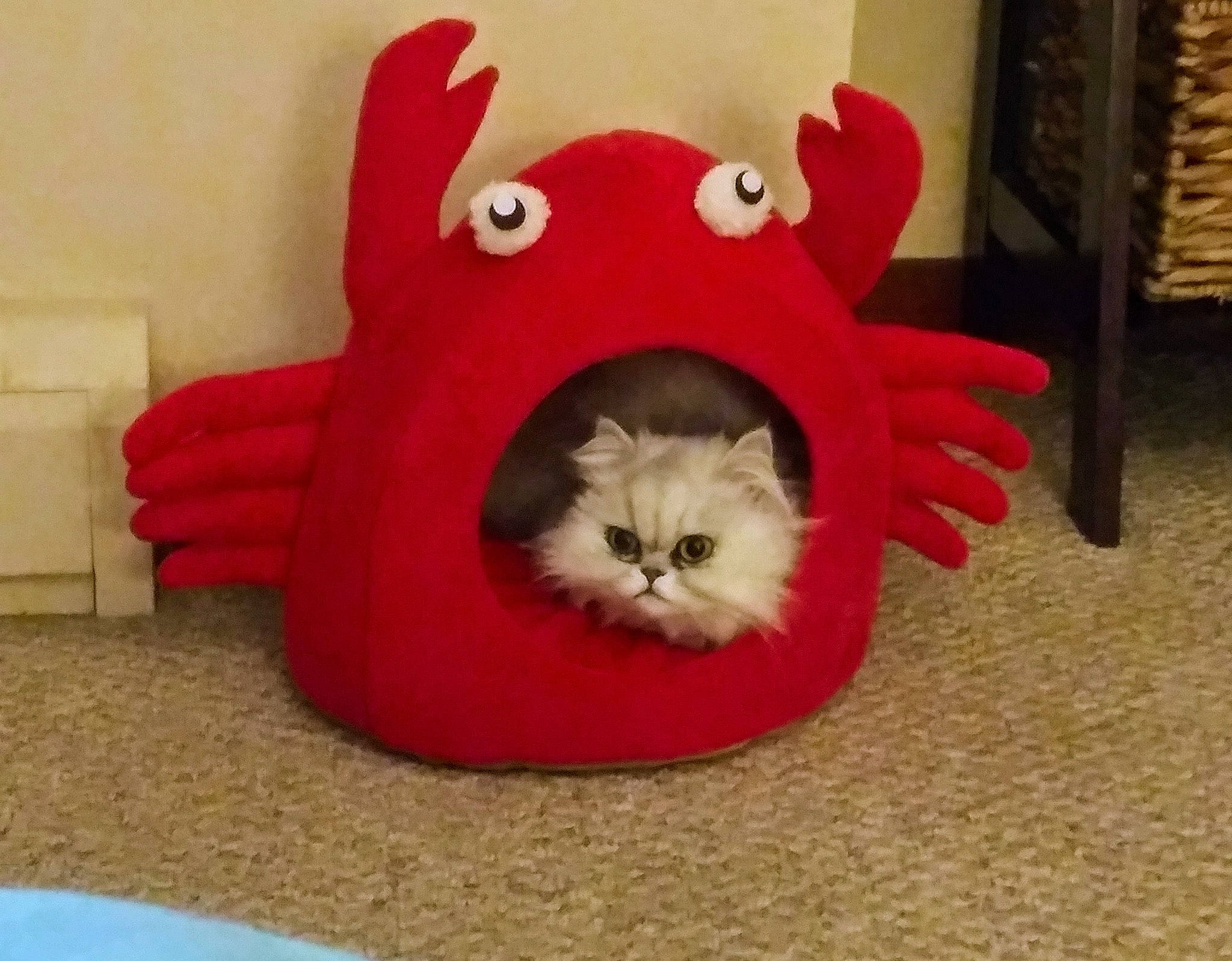 Fluffers is registered to the contest to win money with this photo: carnivore, cat, felidae, head, kitten, plush, red, small_to_medium_sized_cats, stuffed_toy, tail, whiskers