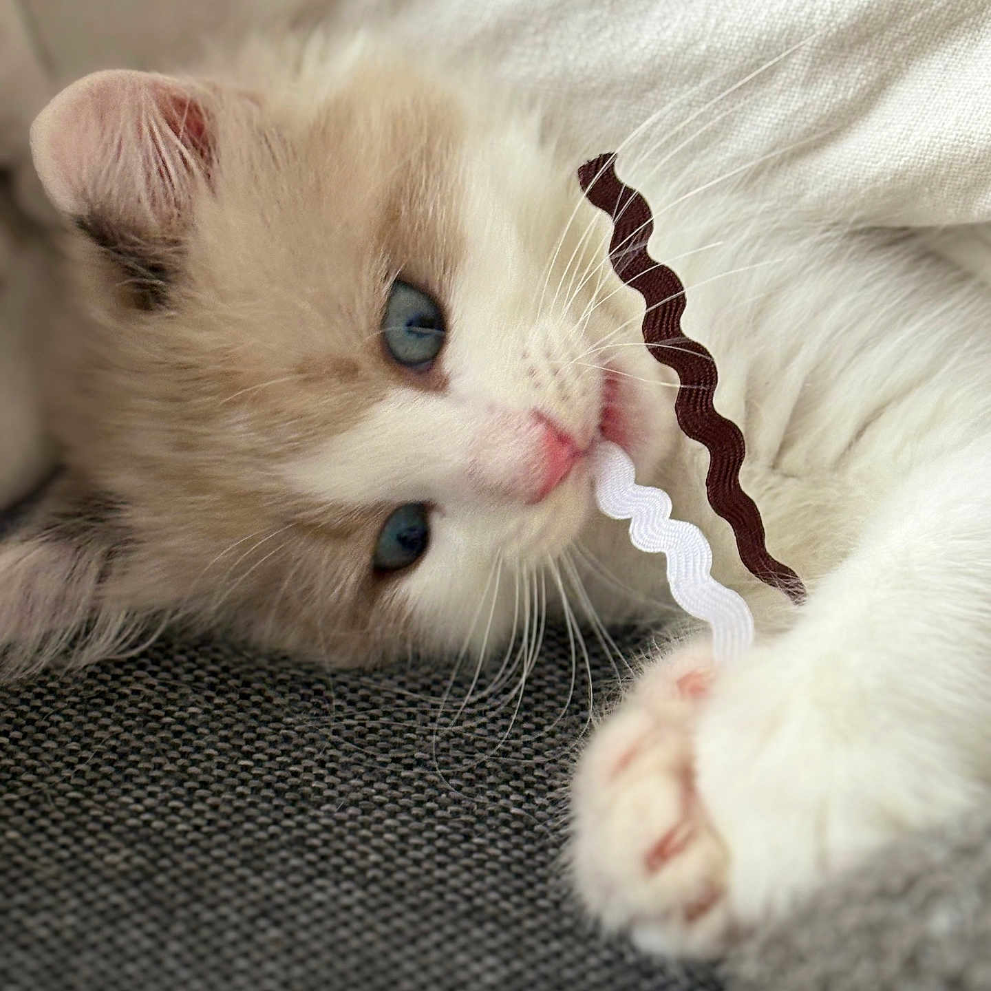 Plumo a rejoint le concours — aidez-le/la à gagner de superbes lots ! beige_fur, blue_eyes, cat, close_up, cozy, cute, domestic_animal, feline, fluffy, indoor, kitten, lying_down, paw, pet, playing, relaxed, ribbons, soft_texture, whiskers, white_fur
