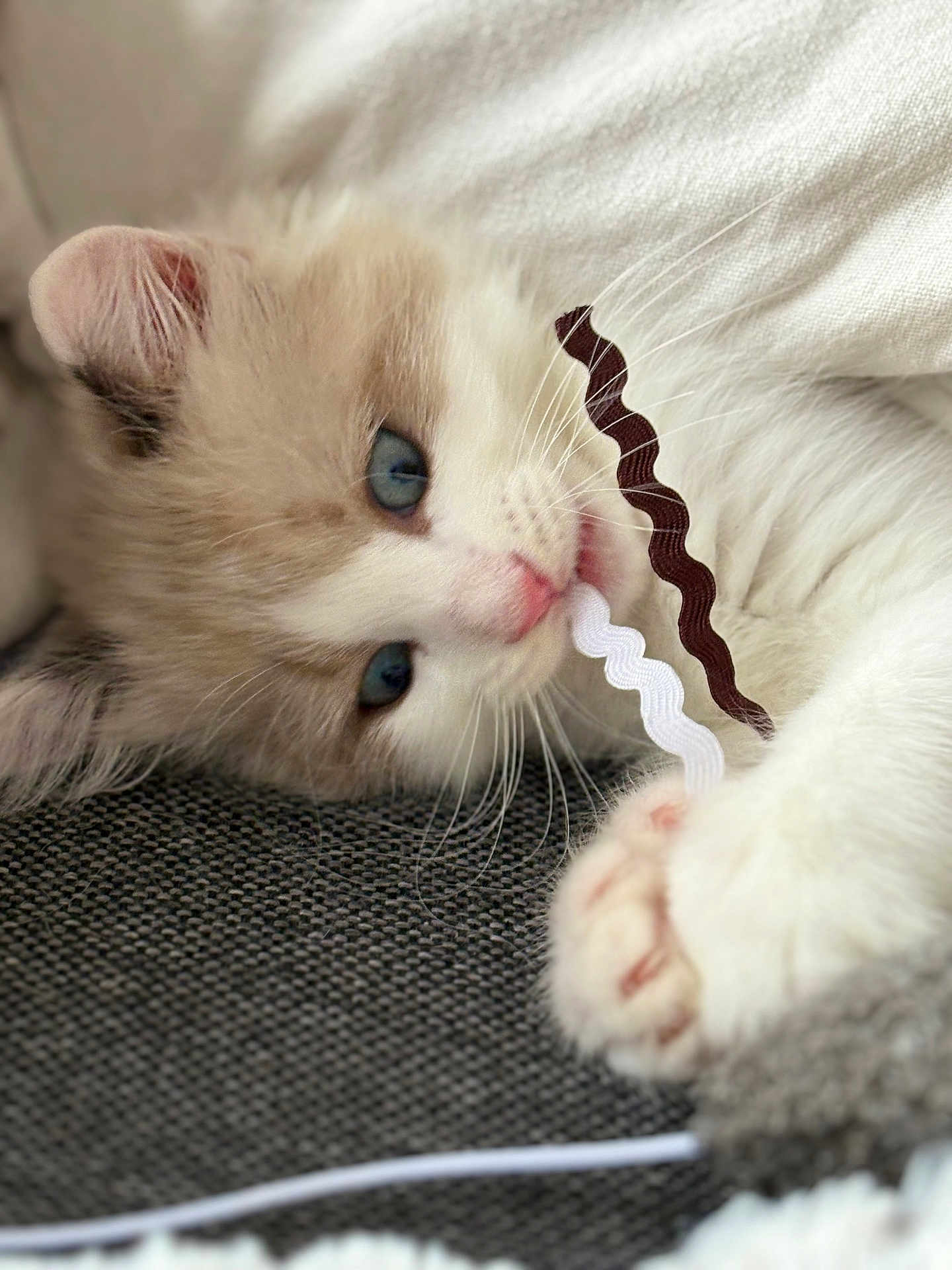 Plumo a rejoint le concours — aidez-le/la à gagner de superbes lots ! kitten, cat, blue_eyes, fluffy, playing, ribbons, whiskers, paw, close_up, cute, pet, domestic_animal, feline, soft_texture, white_fur, beige_fur, indoor, relaxed, lying_down, cozy