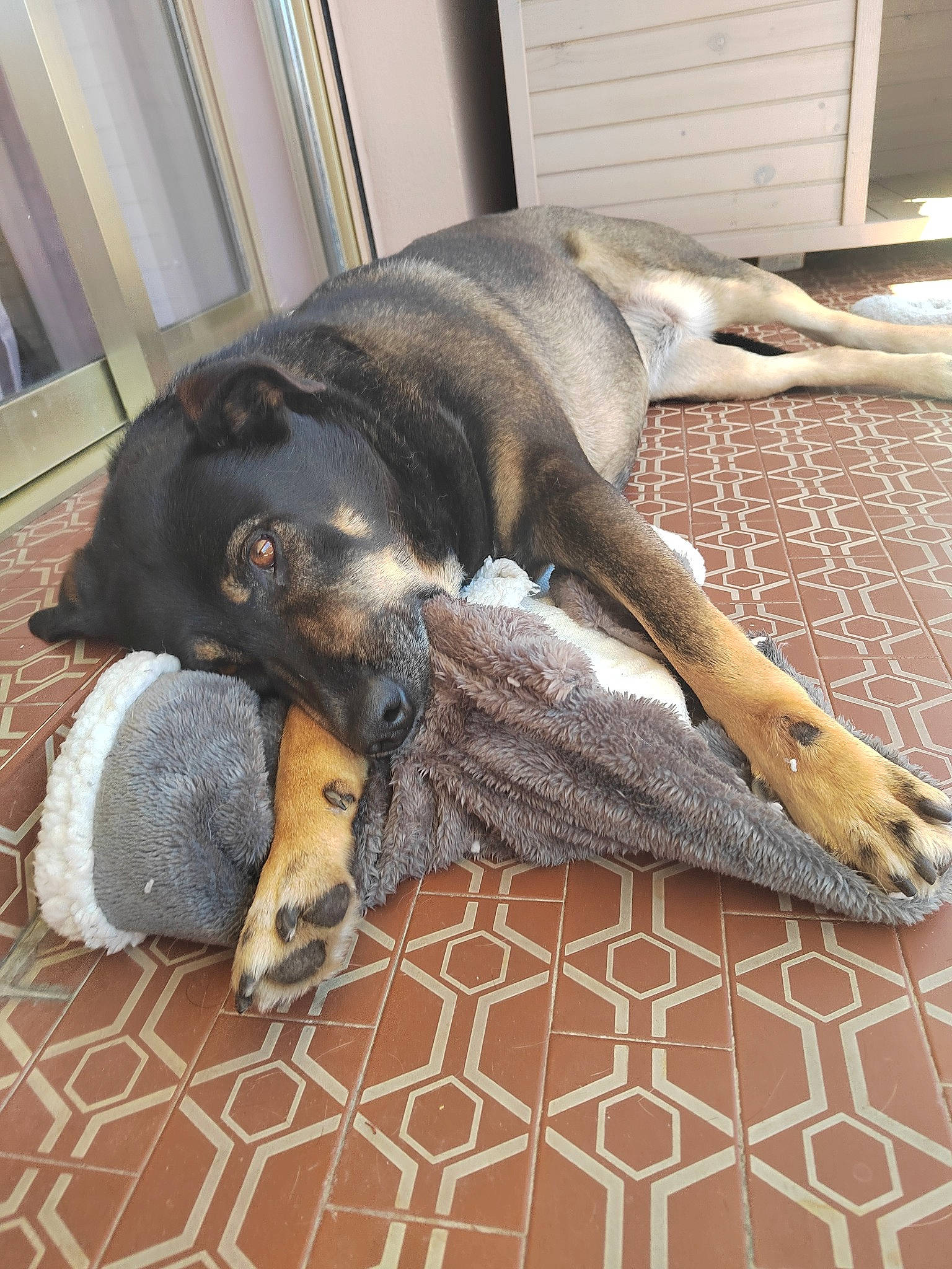 Kaya participe au concours pour gagner de l'argent avec cette photo : canidae, carnivore, comfort, companion_dog, dog, dog_breed, dog_supply, fawn, floor, flooring, fur, grey, hardwood, paw, snout, sporting_group, tail, terrestrial_animal, wood, working_animal