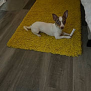 Nacho joined the competition — help win amazing prizes! animal, brown_and_white, carpet, chew_stick, companion, cozy, cute, dog, ears, floor, home, indoor, laundry_basket, lying_down, pet, relaxed, small_dog, toy, wooden_floor, yellow_rug