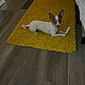 animal, brown_and_white, carpet, chew_stick, companion, cozy, cute, dog, ears, floor, home, indoor, laundry_basket, lying_down, pet, relaxed, small_dog, toy, wooden_floor, yellow_rug