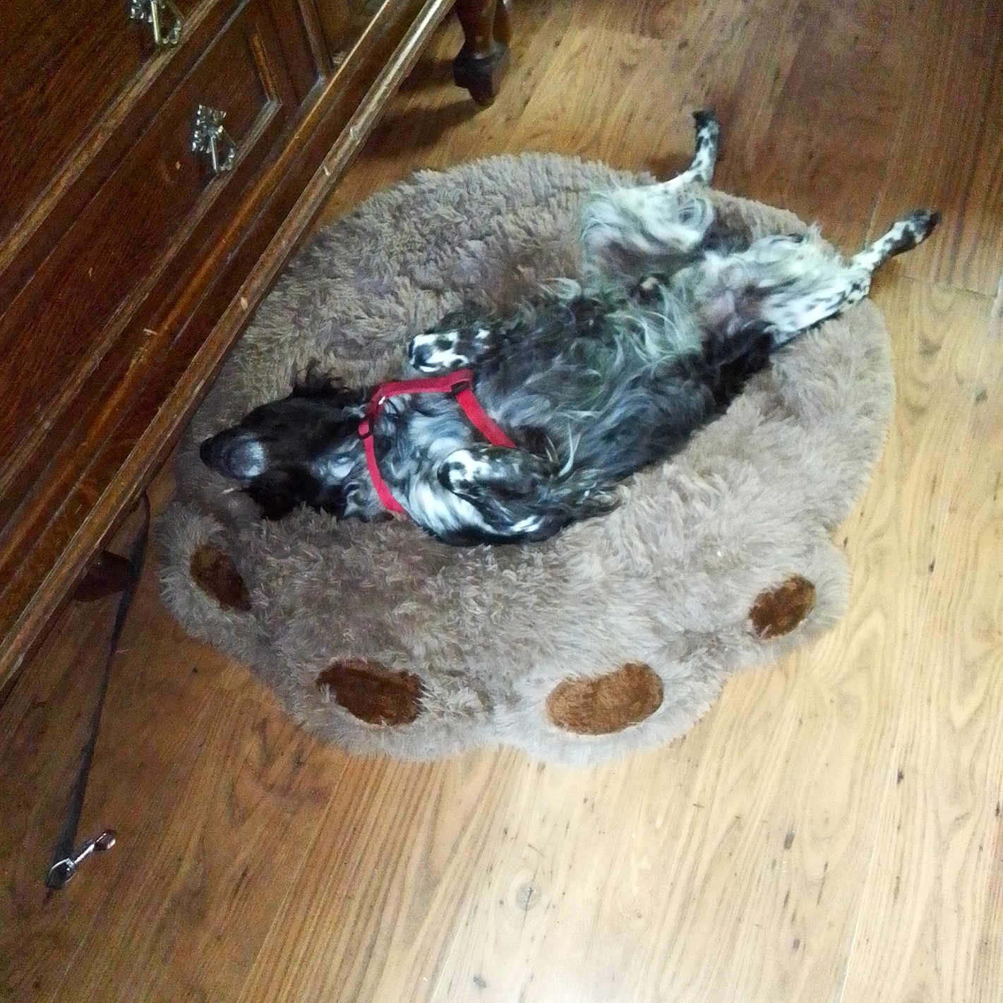 Nex participe au concours pour gagner de l'argent avec cette photo : dog, pet, bed, wooden_floor, indoor, relaxed, lying_down, black_and_white, furry, cozy, paw_shaped_bed, canine, domestic_animal, resting, home, floor, animal, companion, fur, sleeping_position