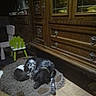 animal, black, brown, cat, child_chair, companion, cozy, dog, floor, furniture, home, indoor, pet, quiet, resting, rug, sleeping, vintage, white, wooden_cabinet