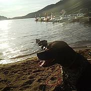 Nex a rejoint le concours — aidez-le/la à gagner de superbes lots ! dog, beach, sand, lake, water, sunlight, paddle_boats, swan_boats, hills, forest, sky, outdoor, animal, pet, panting, daytime, shore, nature, recreation, leash