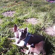 Balou a rejoint le concours — aidez-le/la à gagner de superbes lots ! dog, small_dog, outdoor, grass, sunlight, harness, animal, pet, relaxing, nature, daylight, summer, resting, closeup, canine, ground, leisure, peaceful, shadows, summer_day