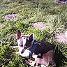 dog, small_dog, outdoor, grass, sunlight, harness, animal, pet, relaxing, nature, daylight, summer, resting, closeup, canine, ground, leisure, peaceful, shadows, summer_day