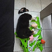 Aslan a rejoint le concours — aidez-le/la à gagner de superbes lots ! animal, black_and_white, blanket, carpet, cozy, cute, dog, floor, fur, furniture, indoor, pet, puppy, relaxing, resting, sleeping, small_dog, soft_toys, tile_floor, toy