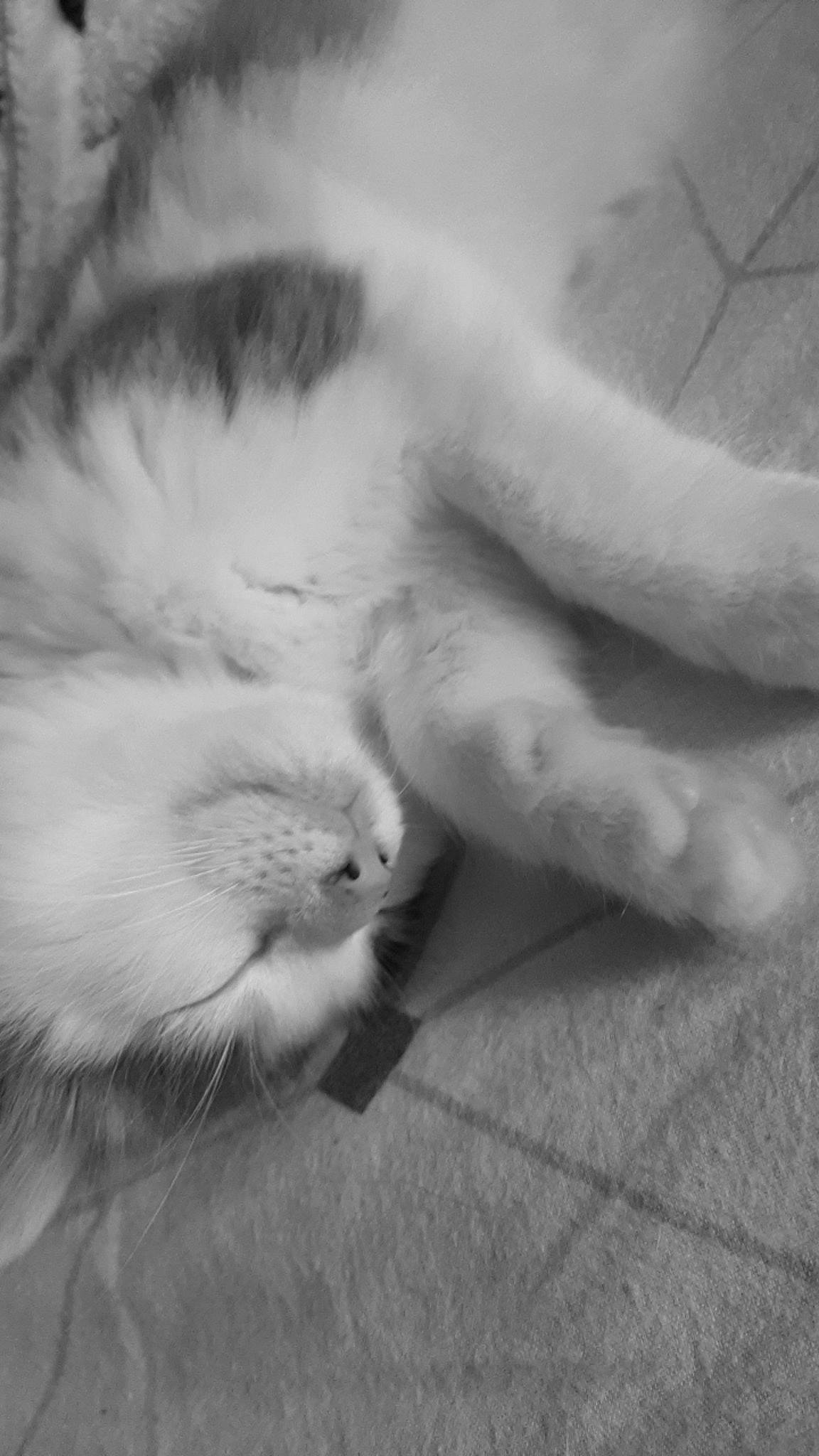 Snoop participe au concours pour gagner de l'argent avec cette photo : carnivore, cat, claw, cloud, comfort, domestic_short_haired_cat, felidae, flooring, foot, fur, grey, monochrome, monochrome_photography, nap, paw, sleep, small_to_medium_sized_cats, snout, tail, whiskers