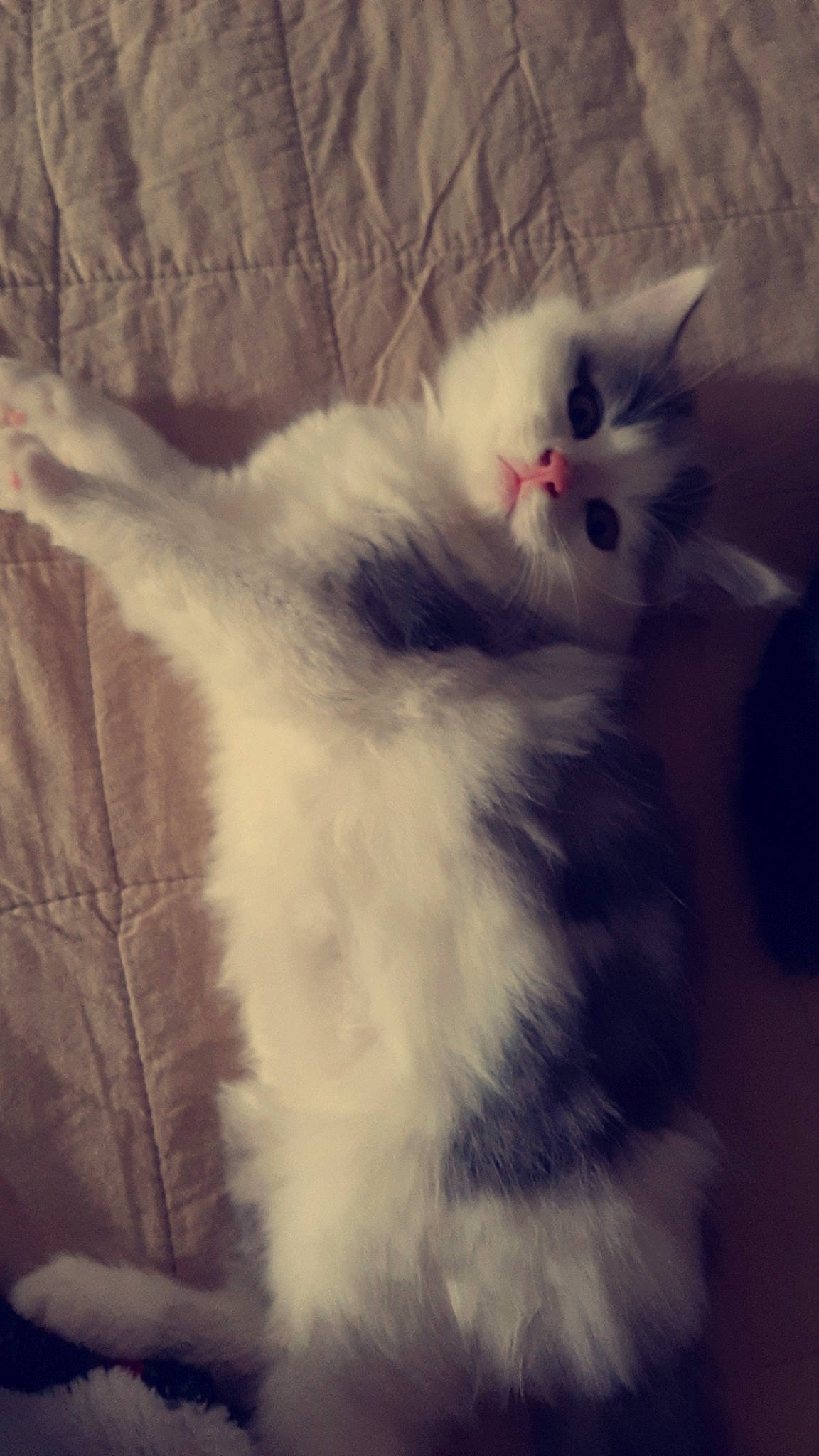 Snoop a rejoint le concours — aidez-le/la à gagner de superbes lots ! british_longhair, carnivore, cat, felidae, fur, paw, sky, small_to_medium_sized_cats, snout, square, tail, whiskers