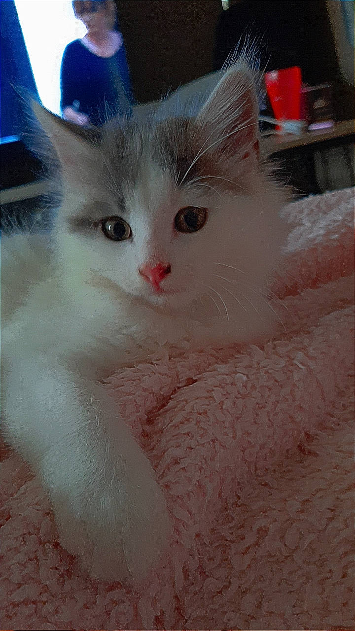 Snoop participe au concours pour gagner de l'argent avec cette photo : carnivore, cat, claw, fawn, felidae, fur, iris, paw, small_to_medium_sized_cats, snout, tail, whiskers