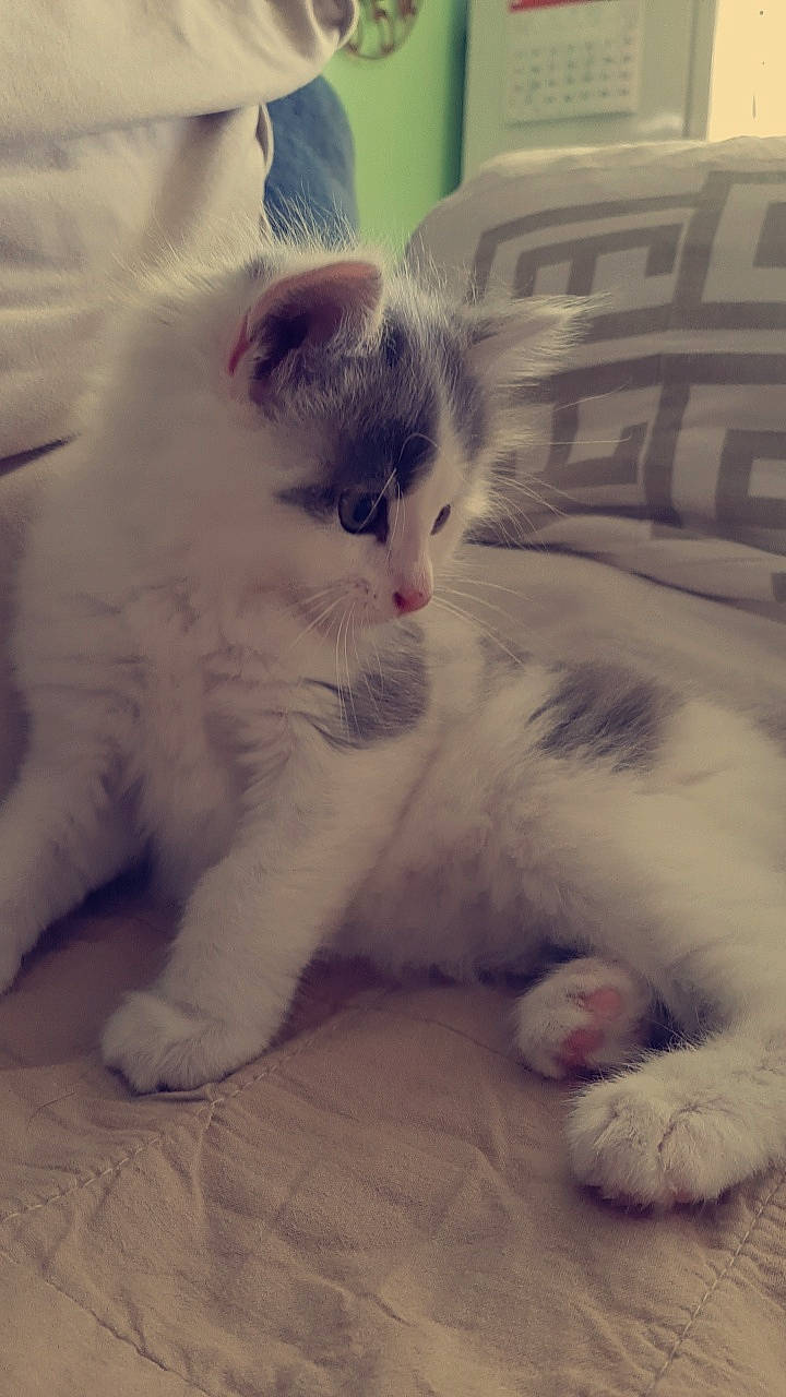 Snoop a rejoint le concours — aidez-le/la à gagner de superbes lots ! carnivore, cat, claw, comfort, domestic_short_haired_cat, felidae, foot, fur, nap, paw, small_to_medium_sized_cats, snout, tail, terrestrial_animal, whiskers