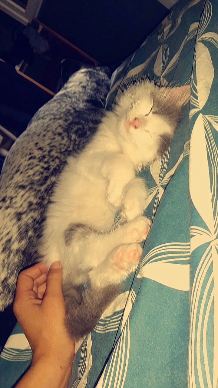 Snoop participe au concours pour gagner de l'argent avec cette photo : carnivore, cat, chest, claw, comfort, domestic_short_haired_cat, fawn, felidae, foot, fur, hand, love, nail, nap, paw, sleep, small_to_medium_sized_cats, sunglasses, tail, whiskers